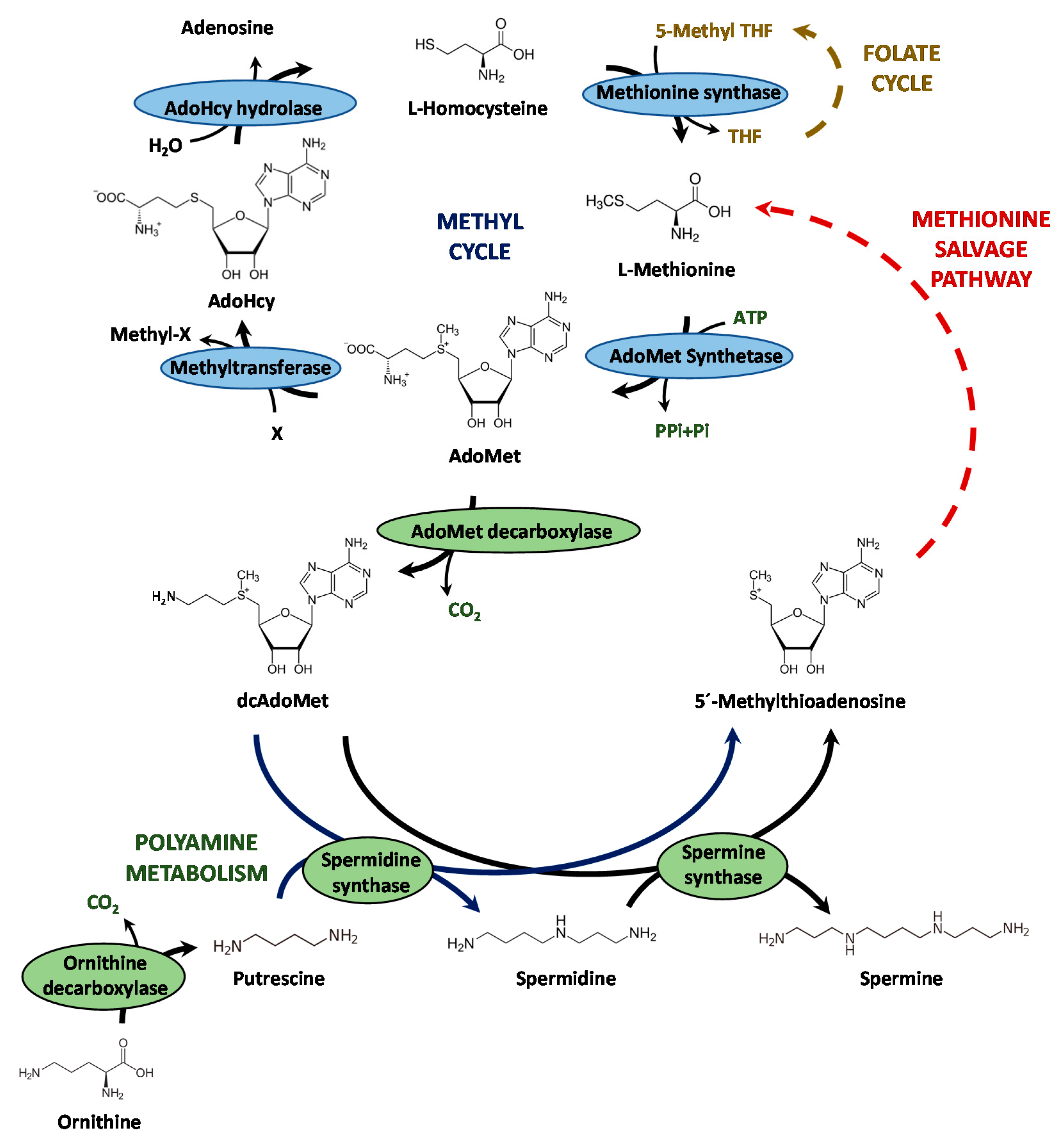 Microorganisms 10 00078 g001