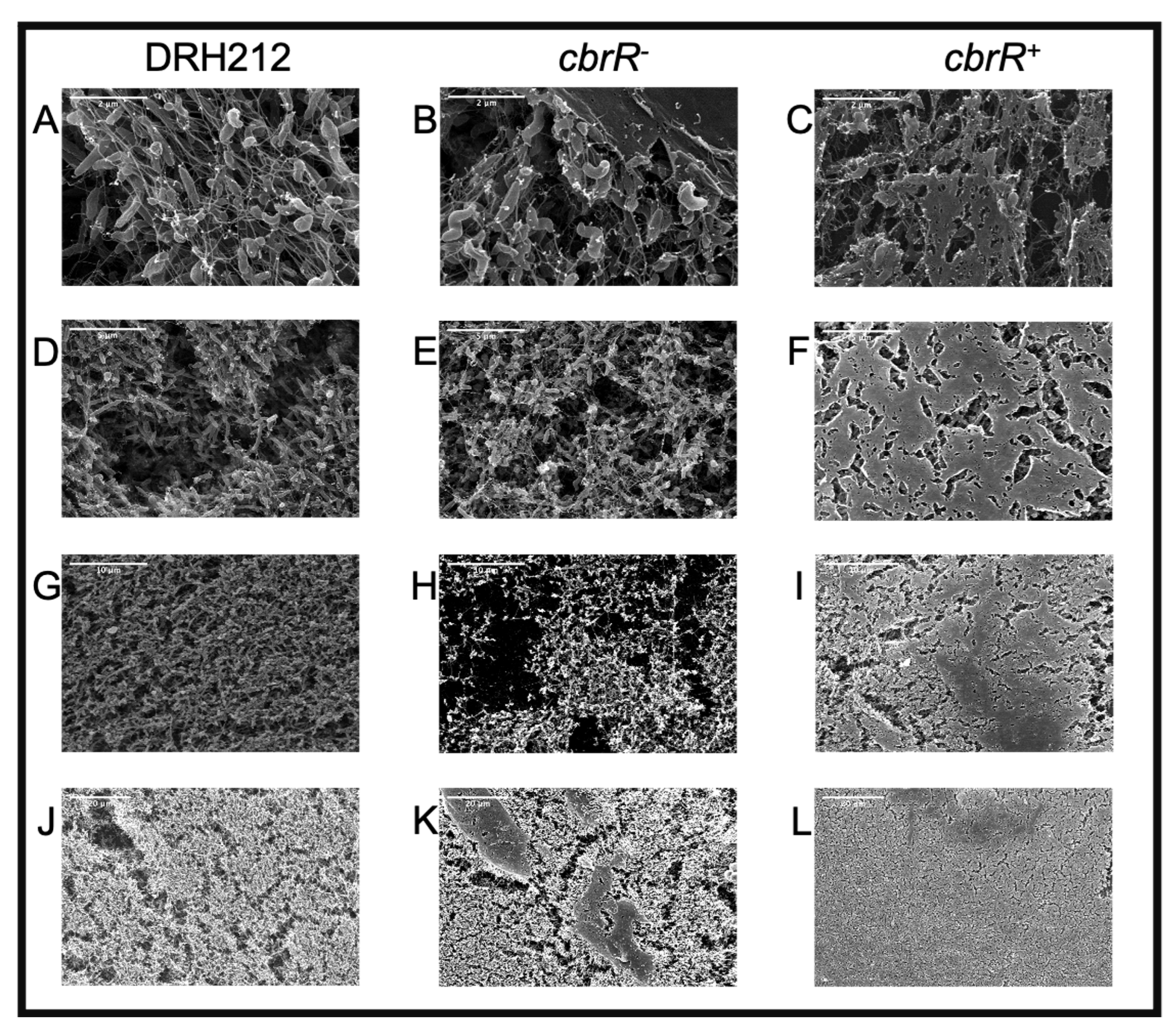 Microorganisms 10 00086 g008