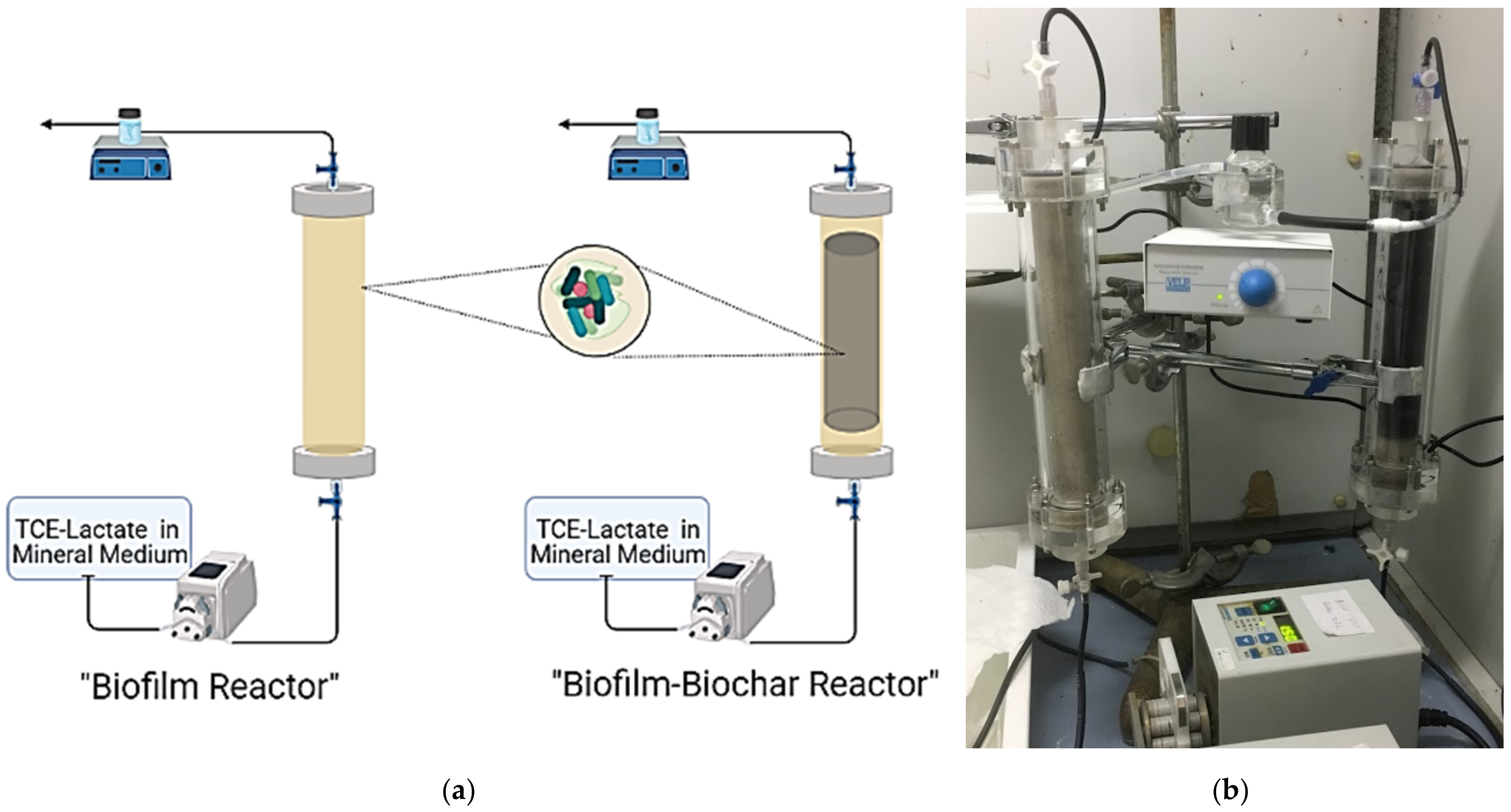 Microorganisms 10 00101 g001