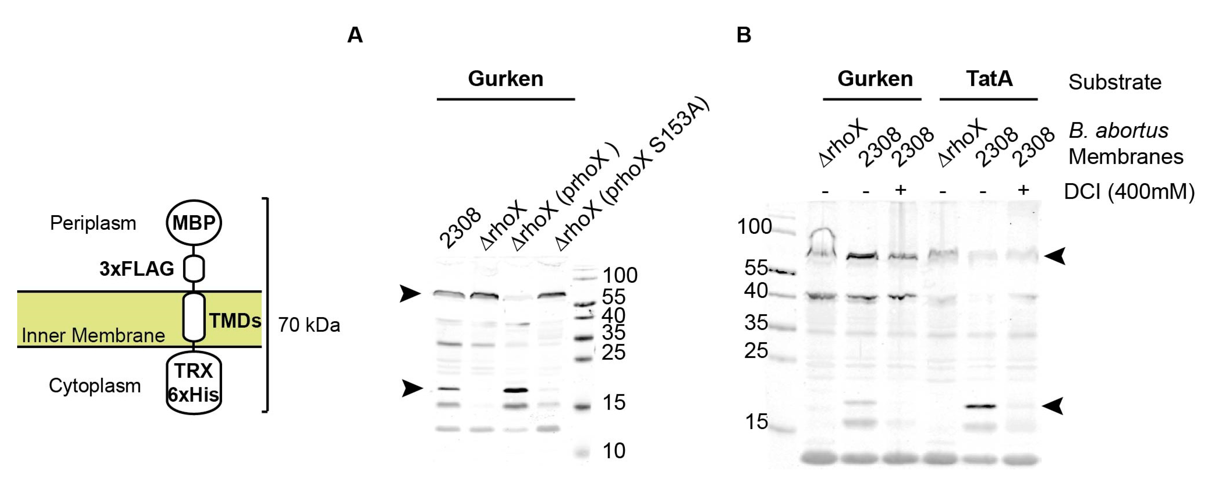 Microorganisms 10 00114 g003 Microorganisms 10 00114 g003