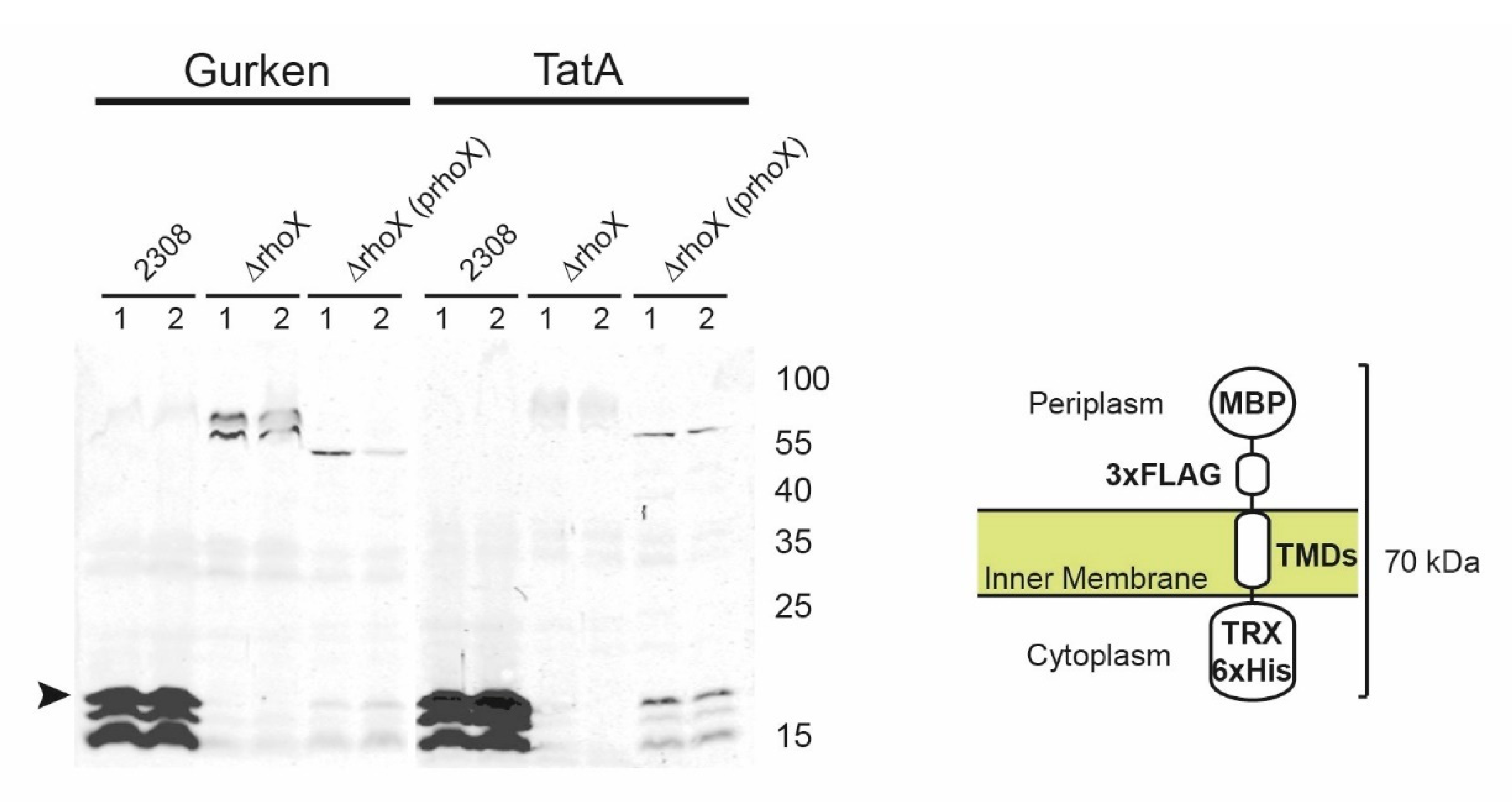 Microorganisms 10 00114 g004 Microorganisms 10 00114 g004