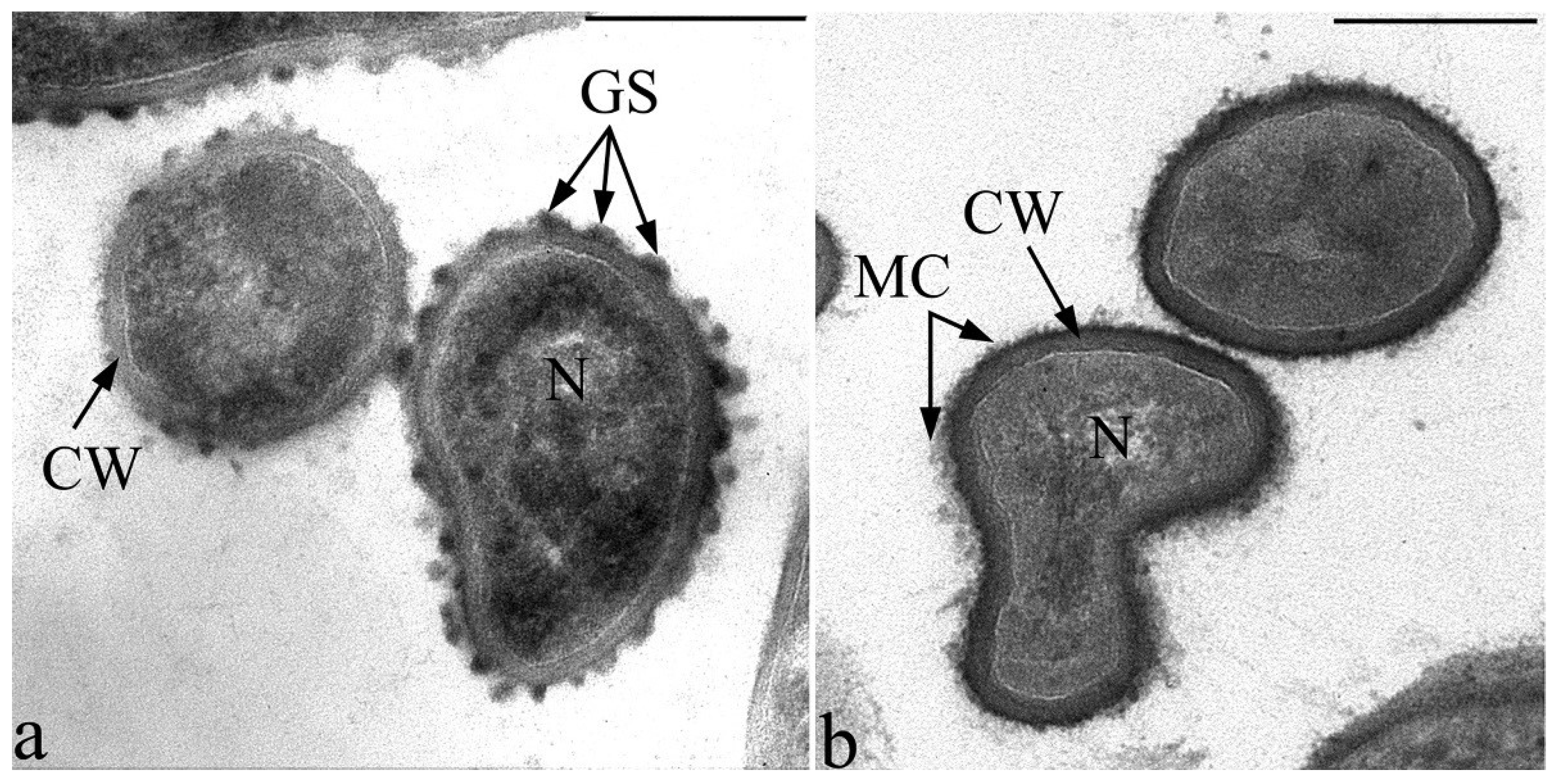 Microorganisms 10 00128 g001 Microorganisms 10 00128 g001