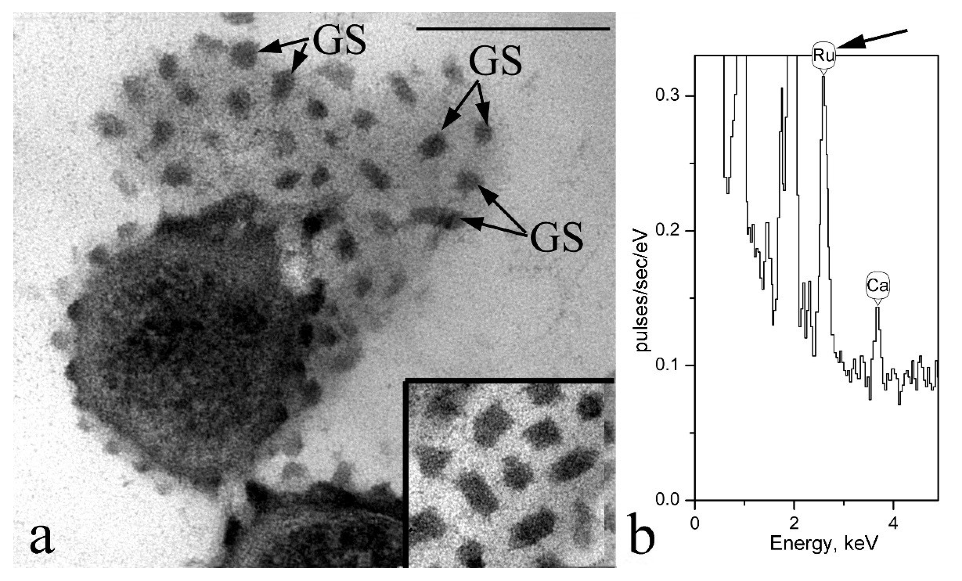 Microorganisms 10 00128 g003 Microorganisms 10 00128 g003