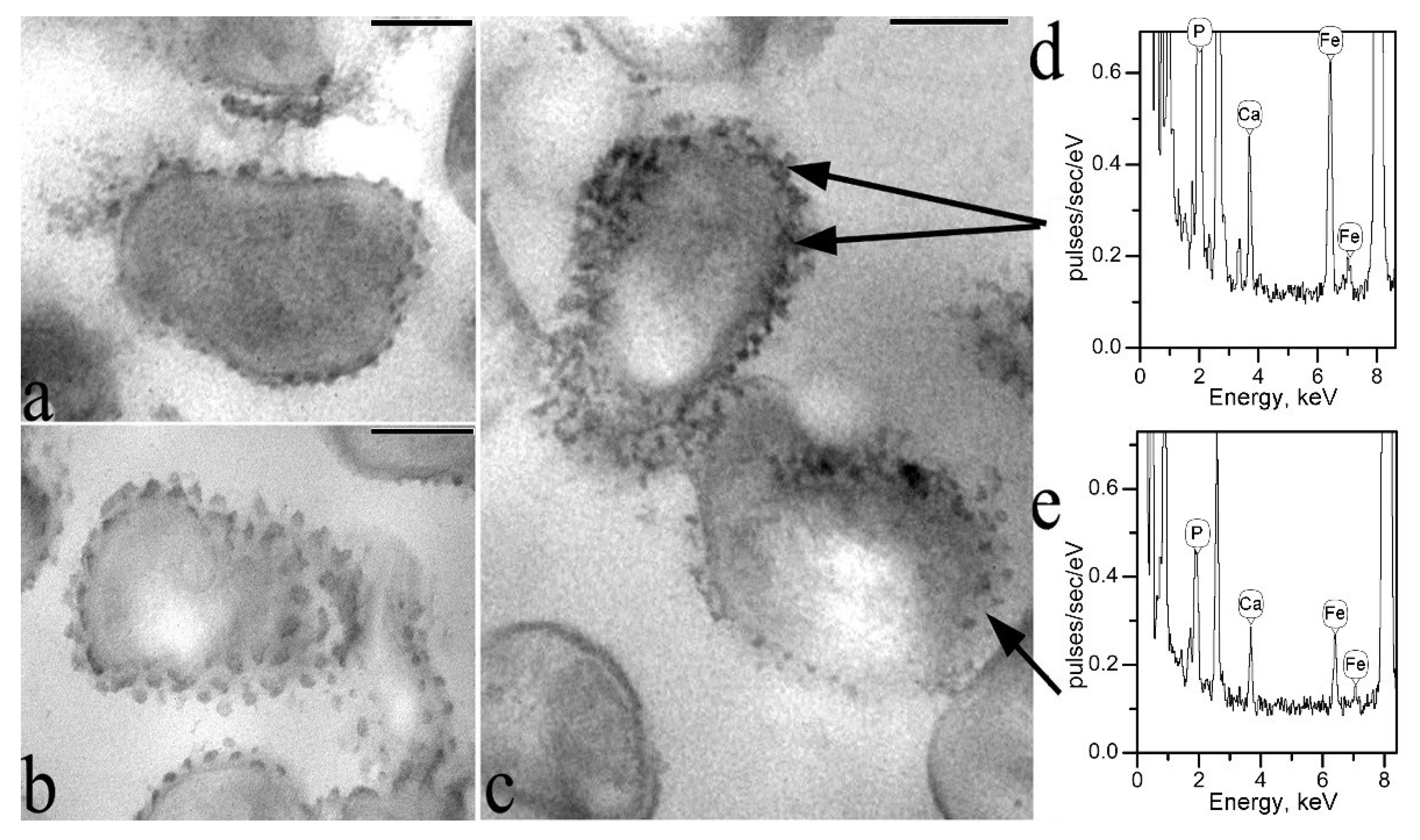Microorganisms 10 00128 g004 Microorganisms 10 00128 g004