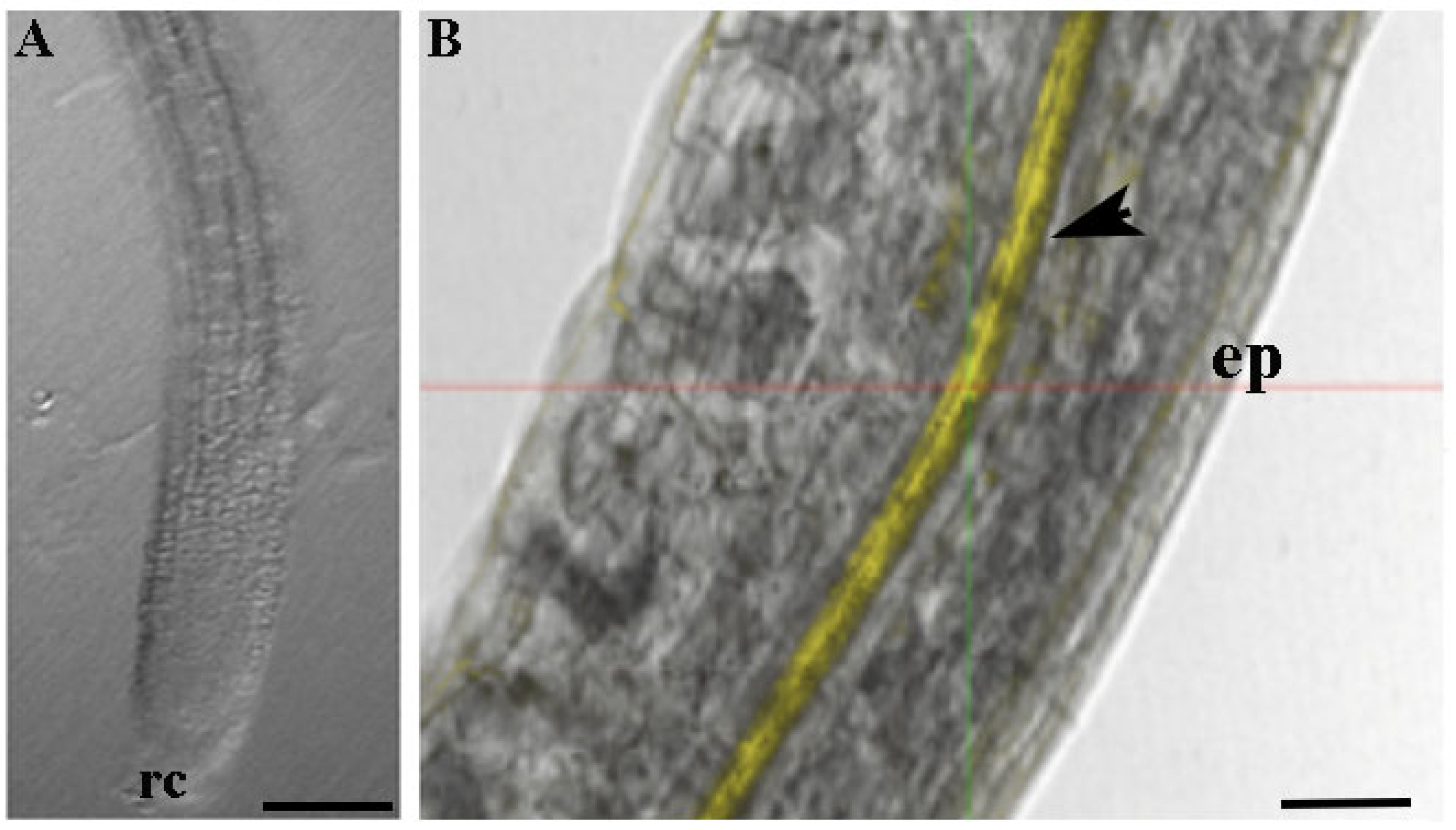 Microorganisms 10 00136 g004