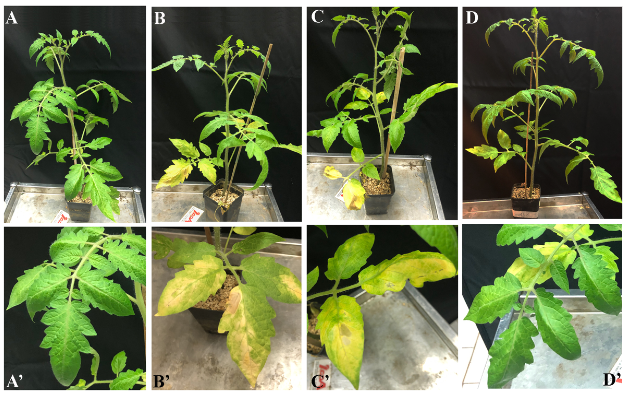 Microorganisms 10 00136 g006