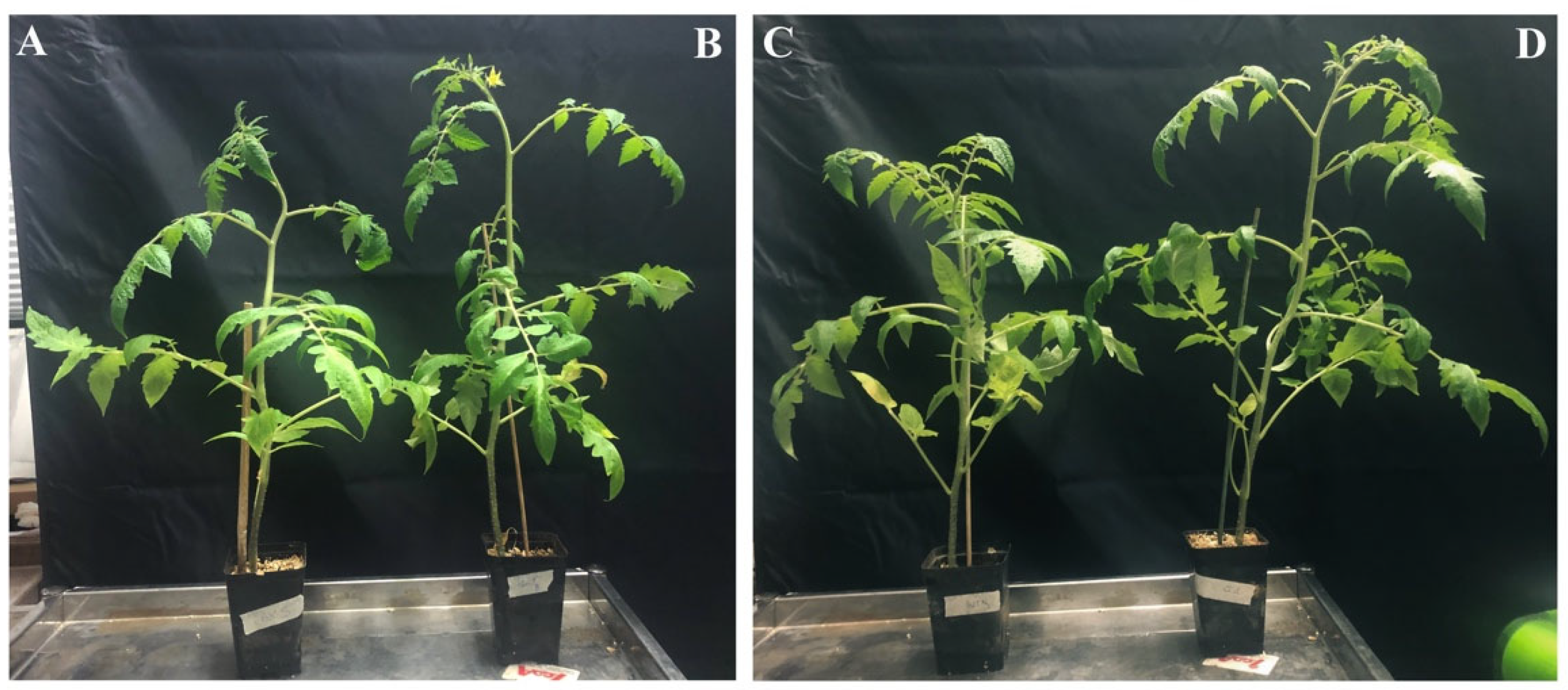 Microorganisms 10 00136 g008