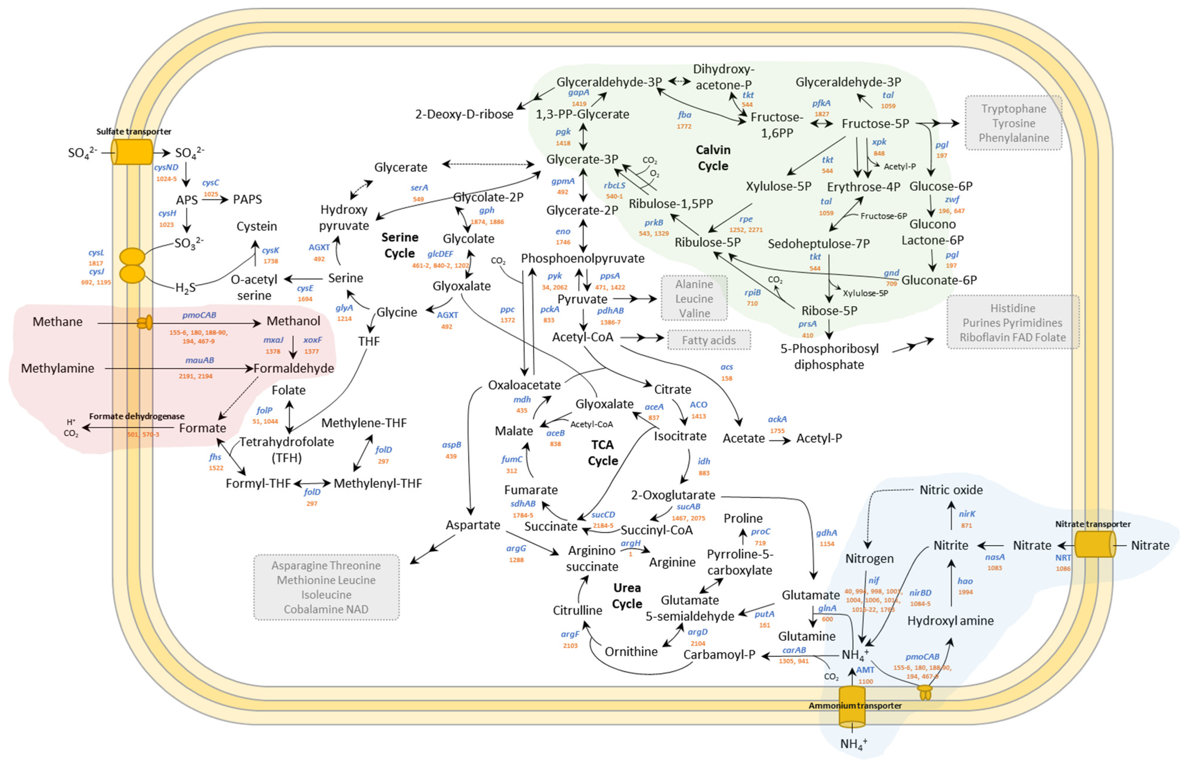 Microorganisms 10 00142 g004