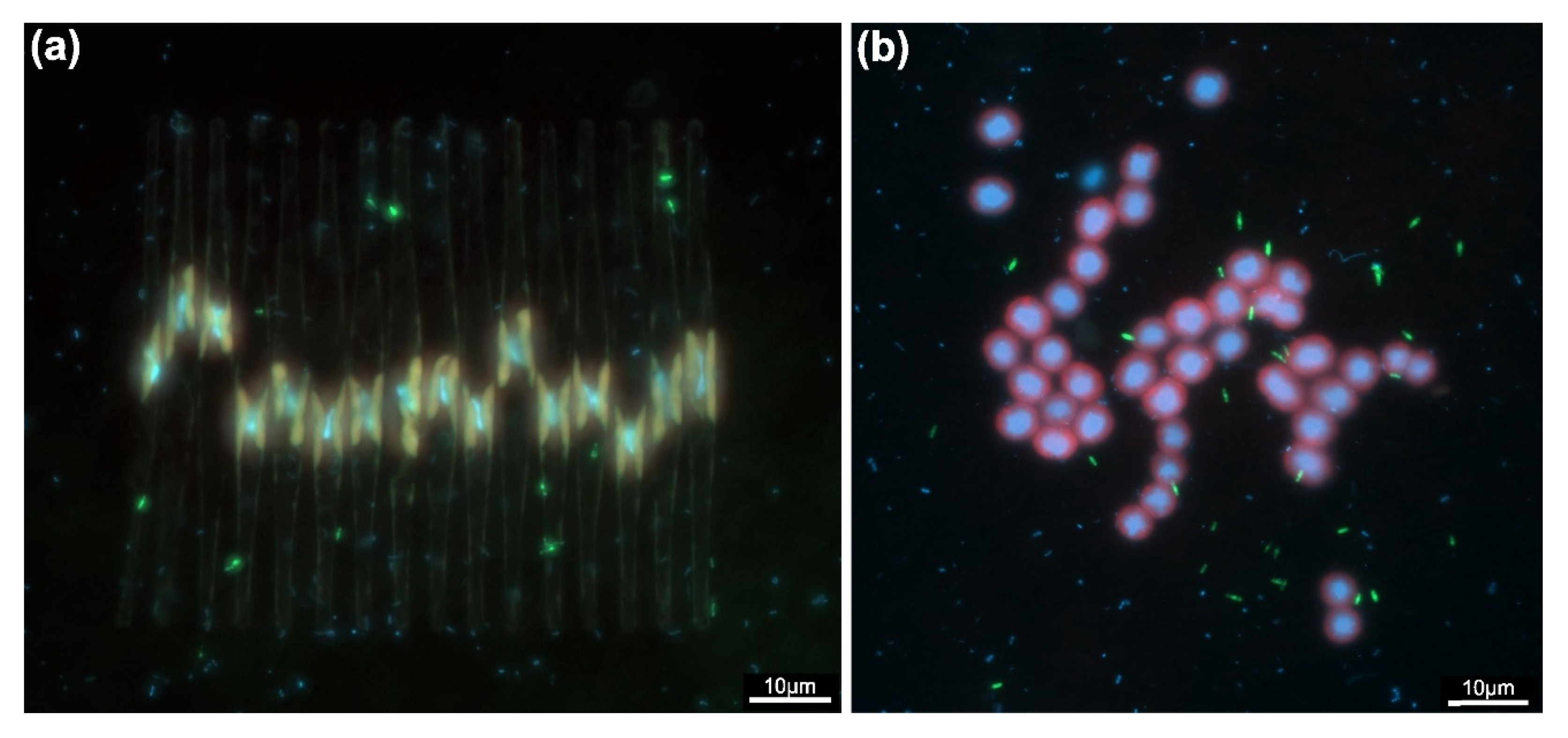 Microorganisms 10 00151 g008