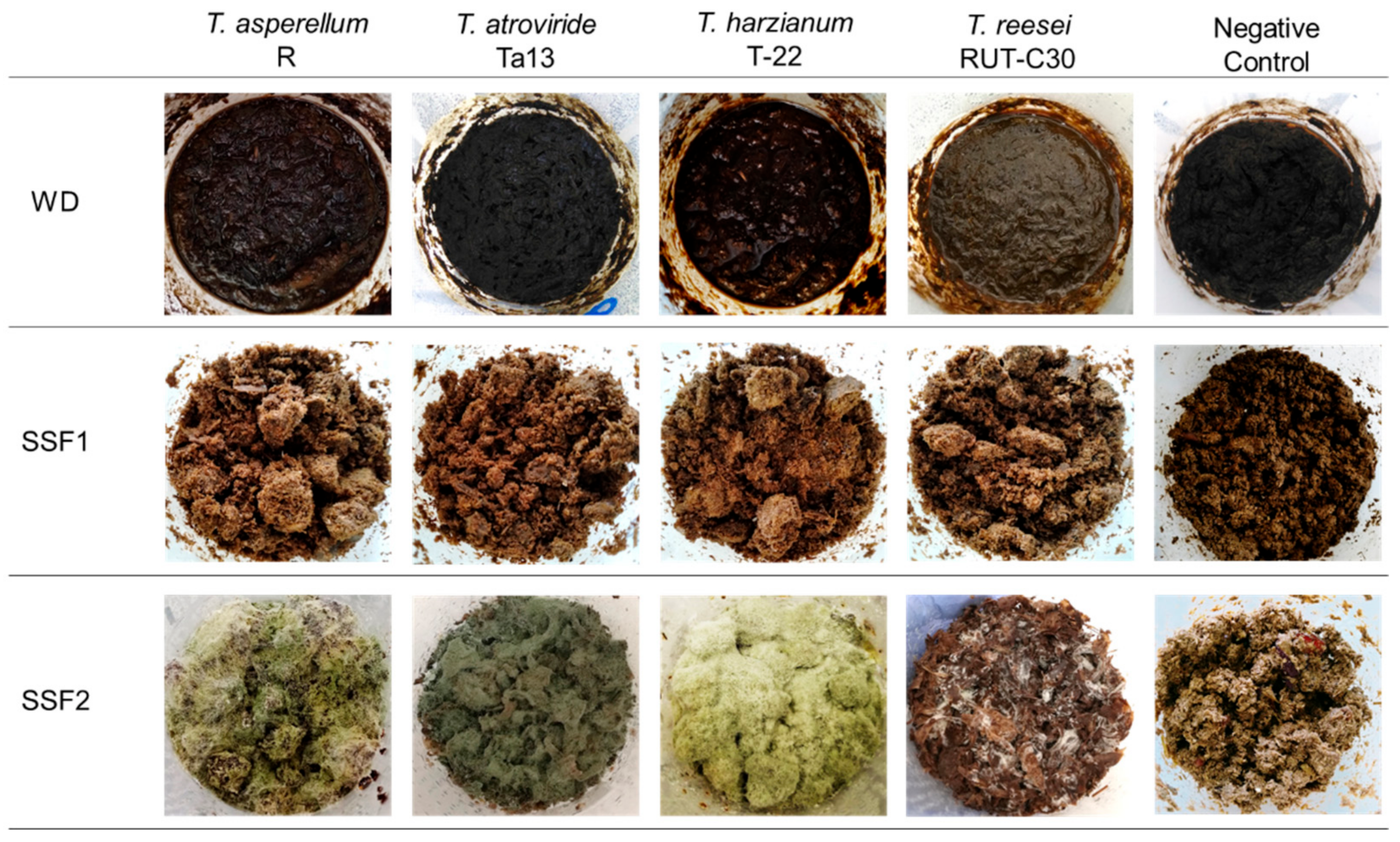 Microorganisms 10 00164 g001