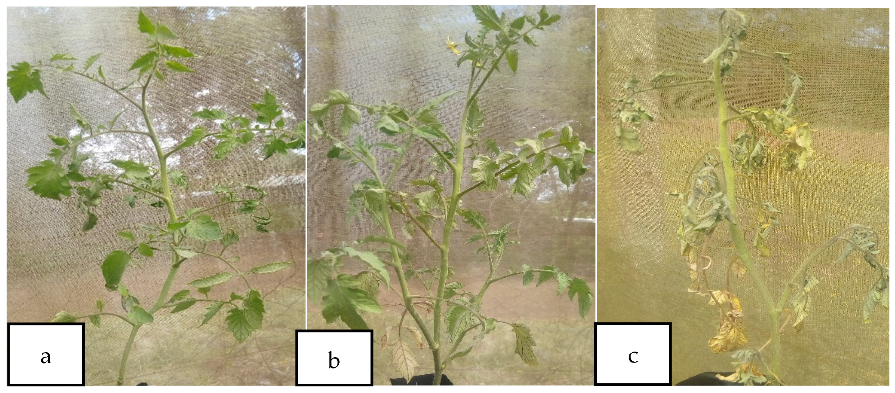 Microorganisms 10 00165 g004