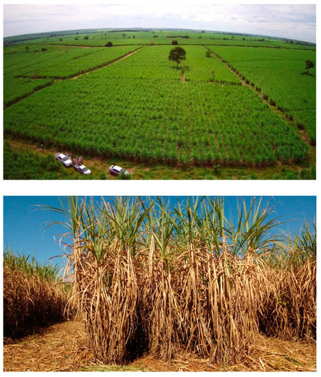 Microorganisms 10 00192 g0a1a 550