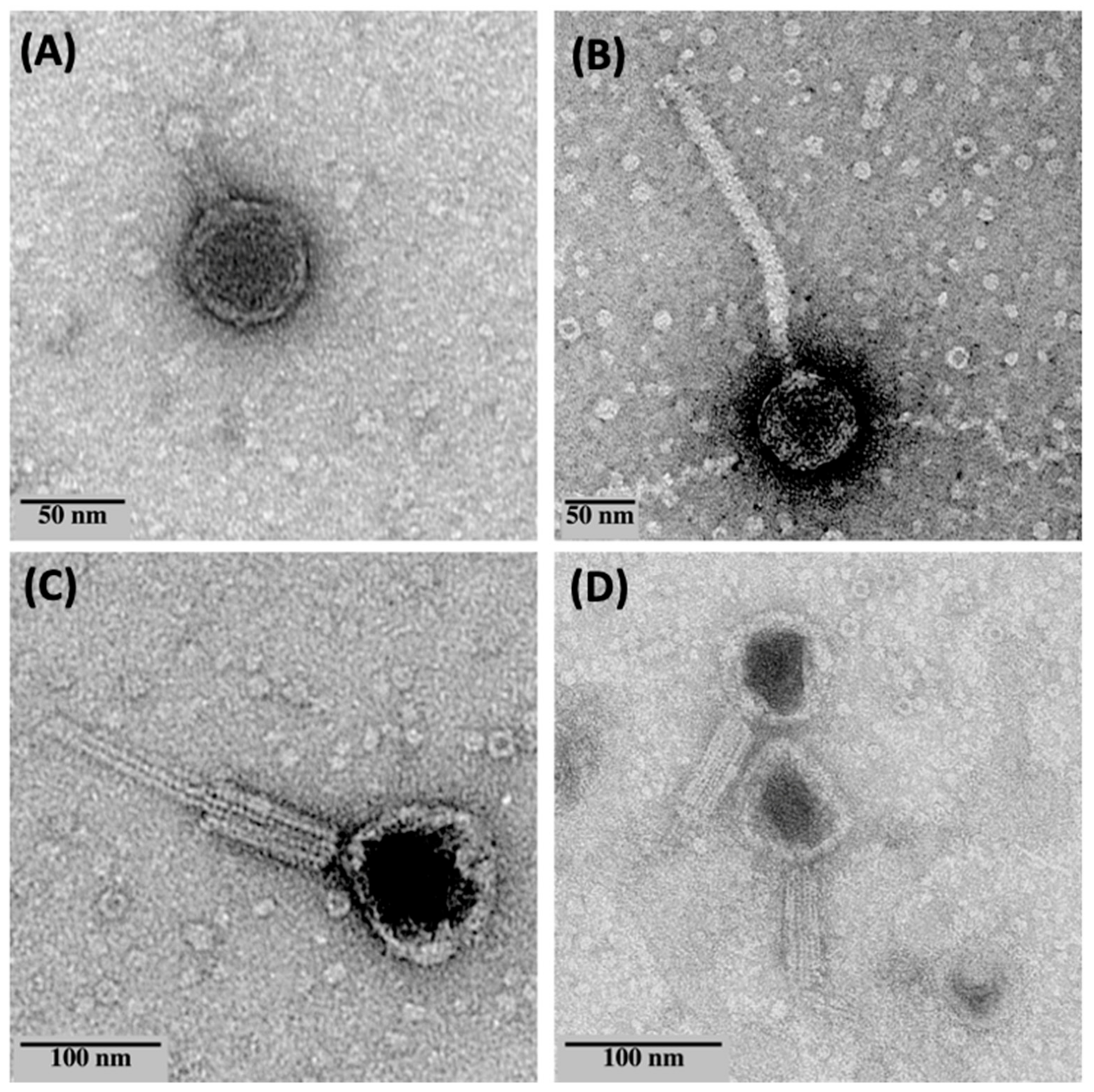 Microorganisms 10 00210 g001