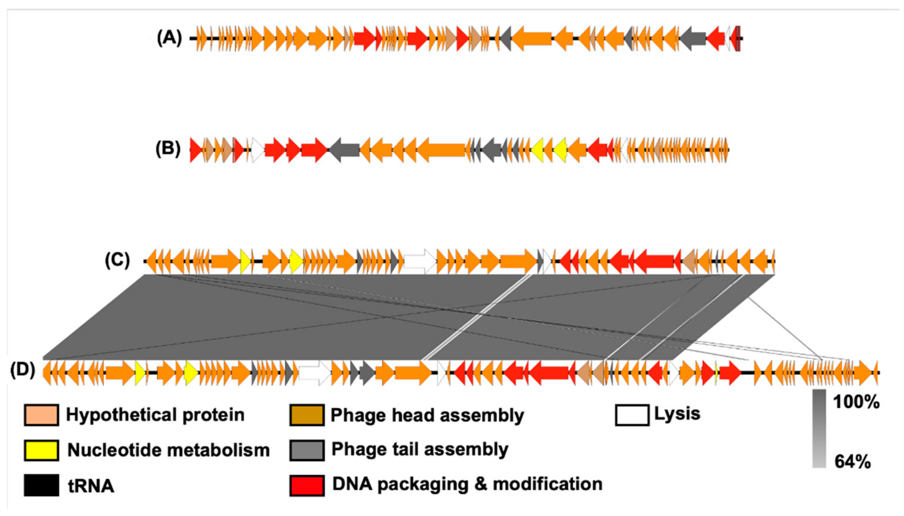 Microorganisms 10 00210 g007