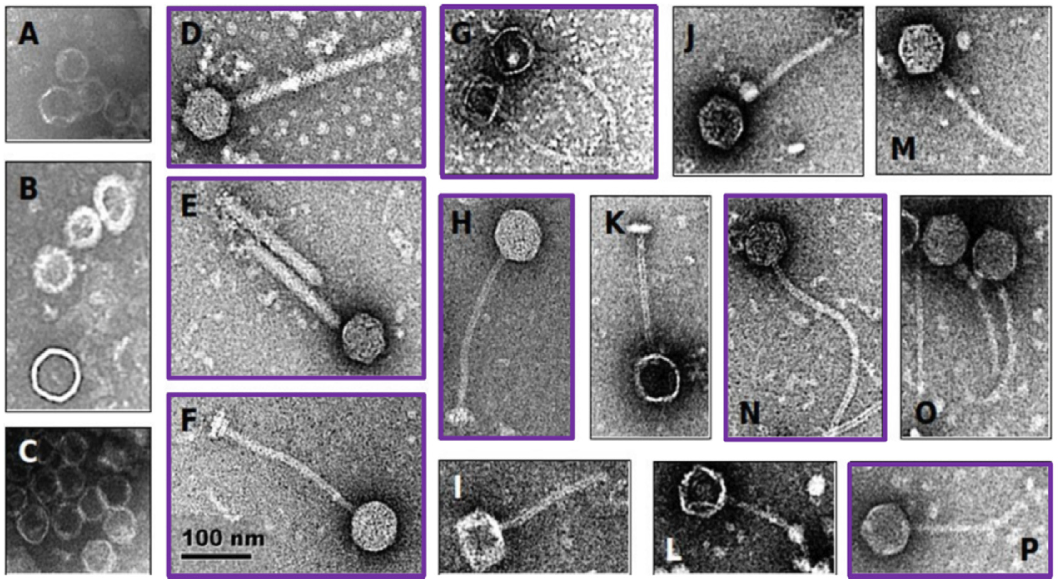 Microorganisms 10 00214 g002