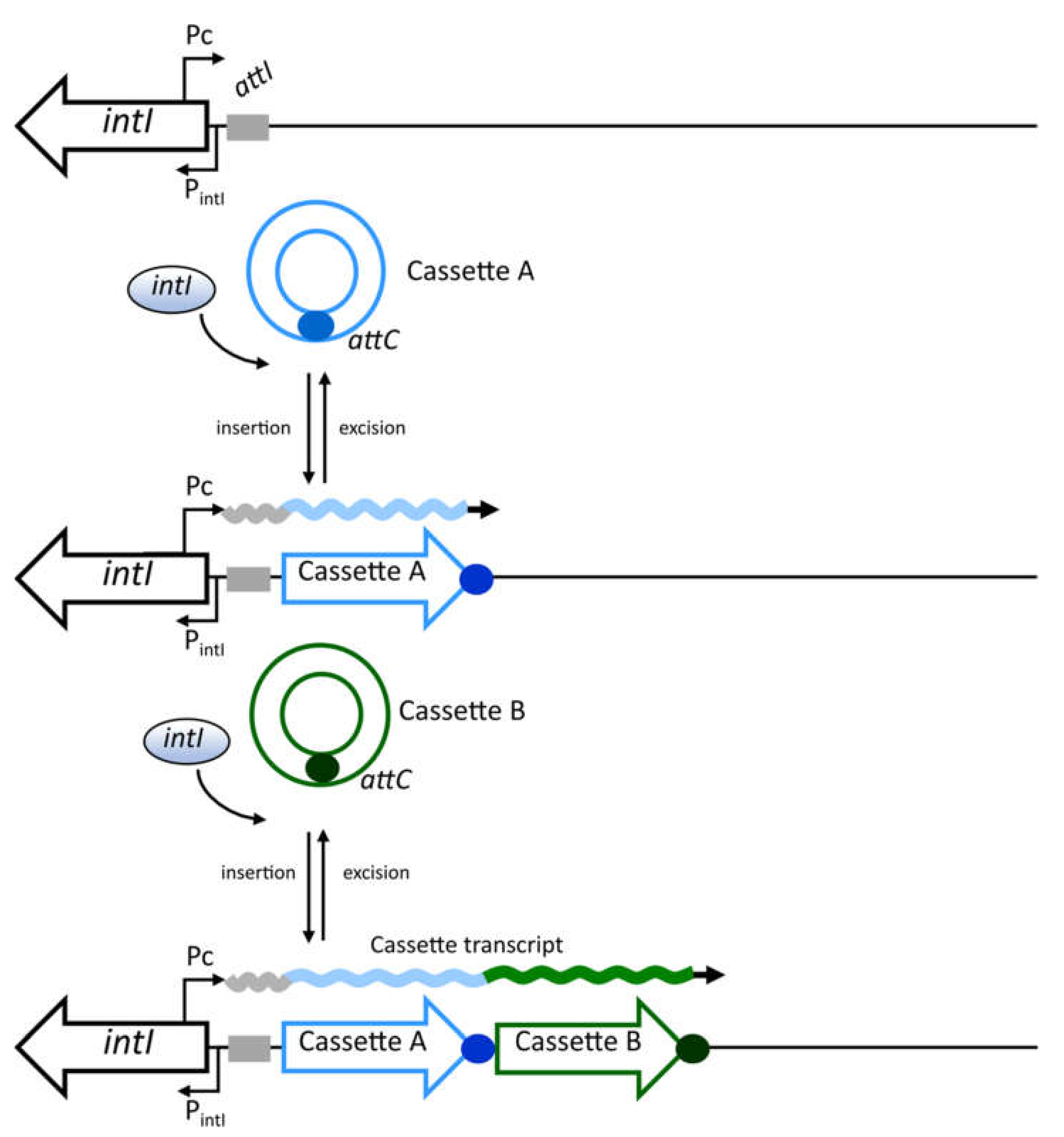 Microorganisms 10 00224 g001