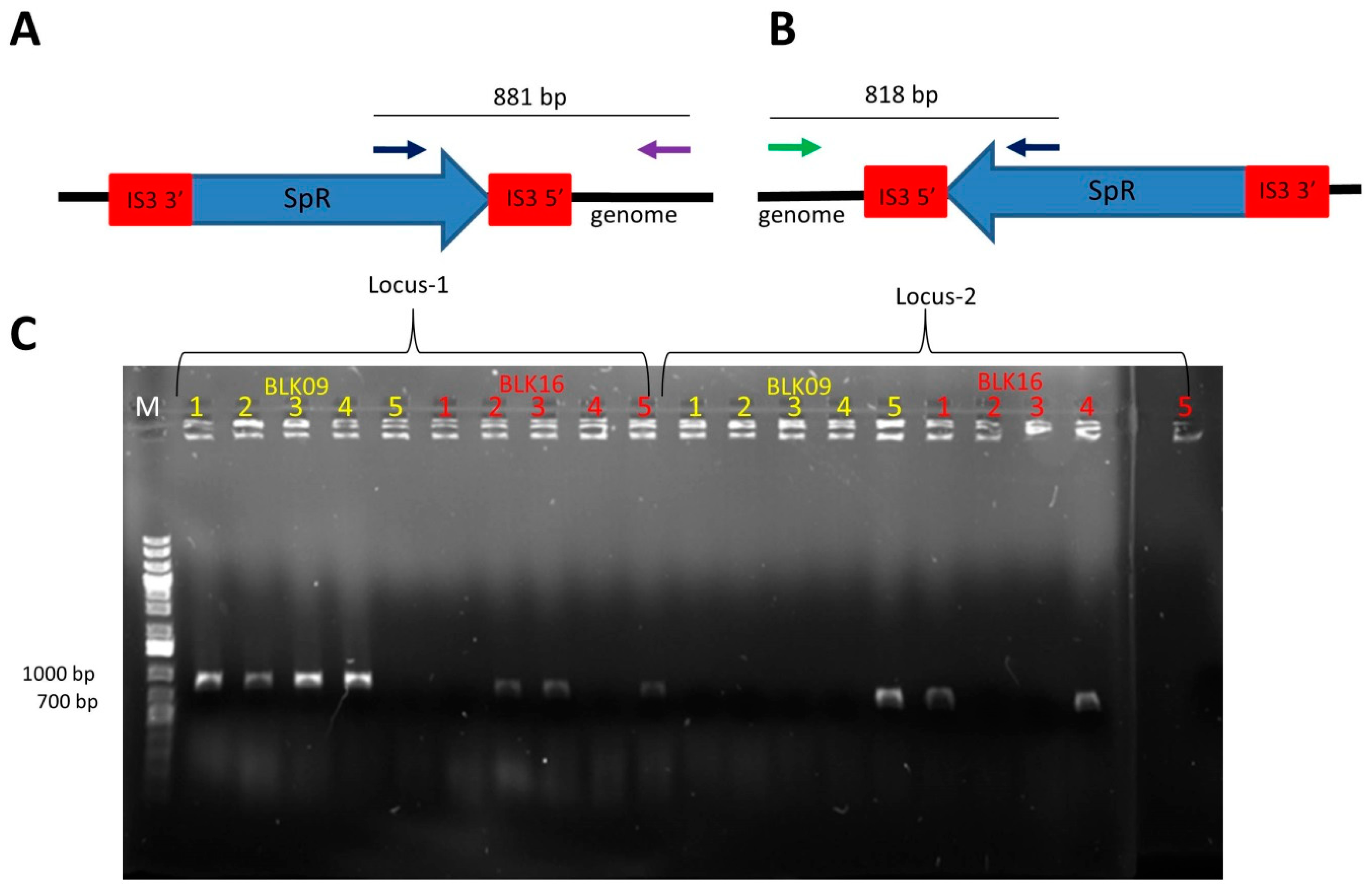 Microorganisms 10 00236 g001