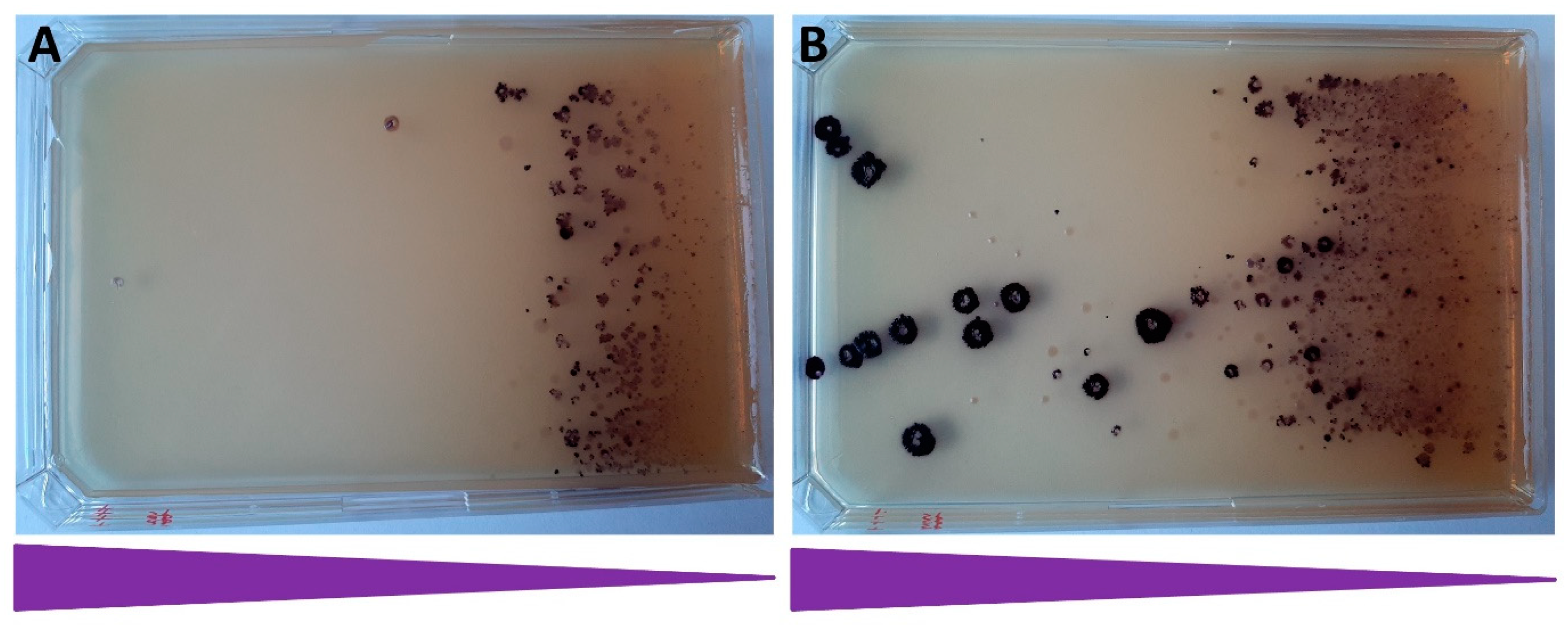 Microorganisms 10 00236 g007