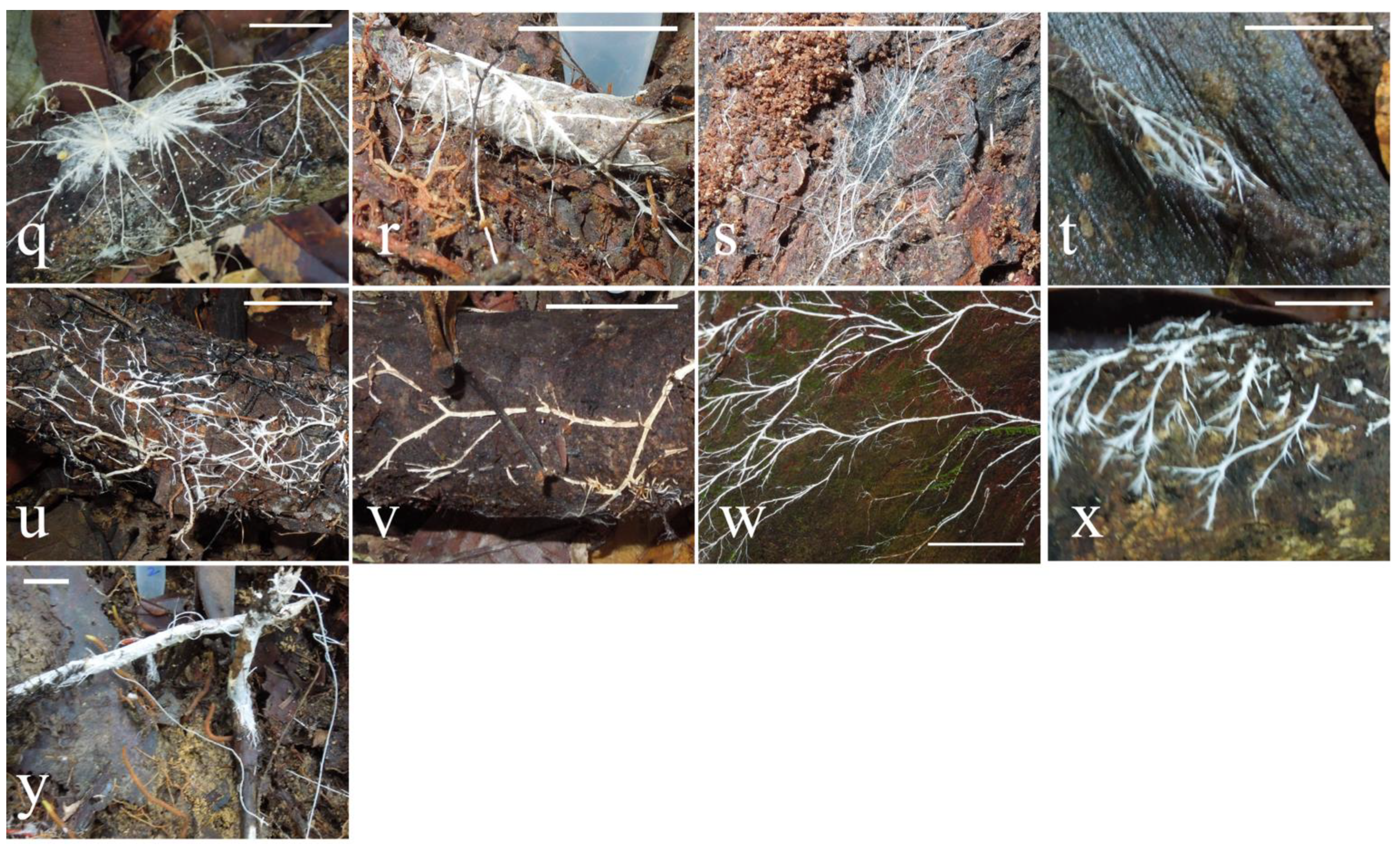Microorganisms 10 00239 g002 Microorganisms 10 00239 g002