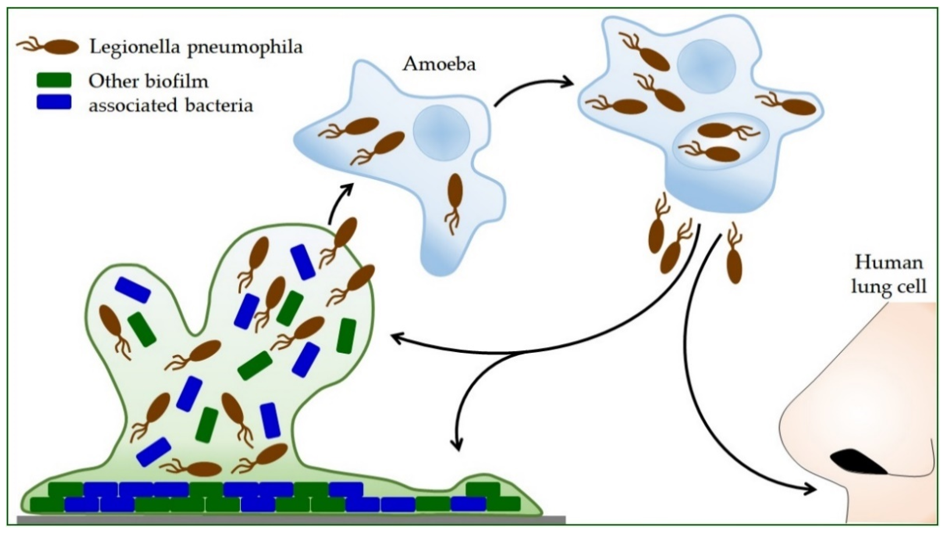 Microorganisms 10 00255 g002