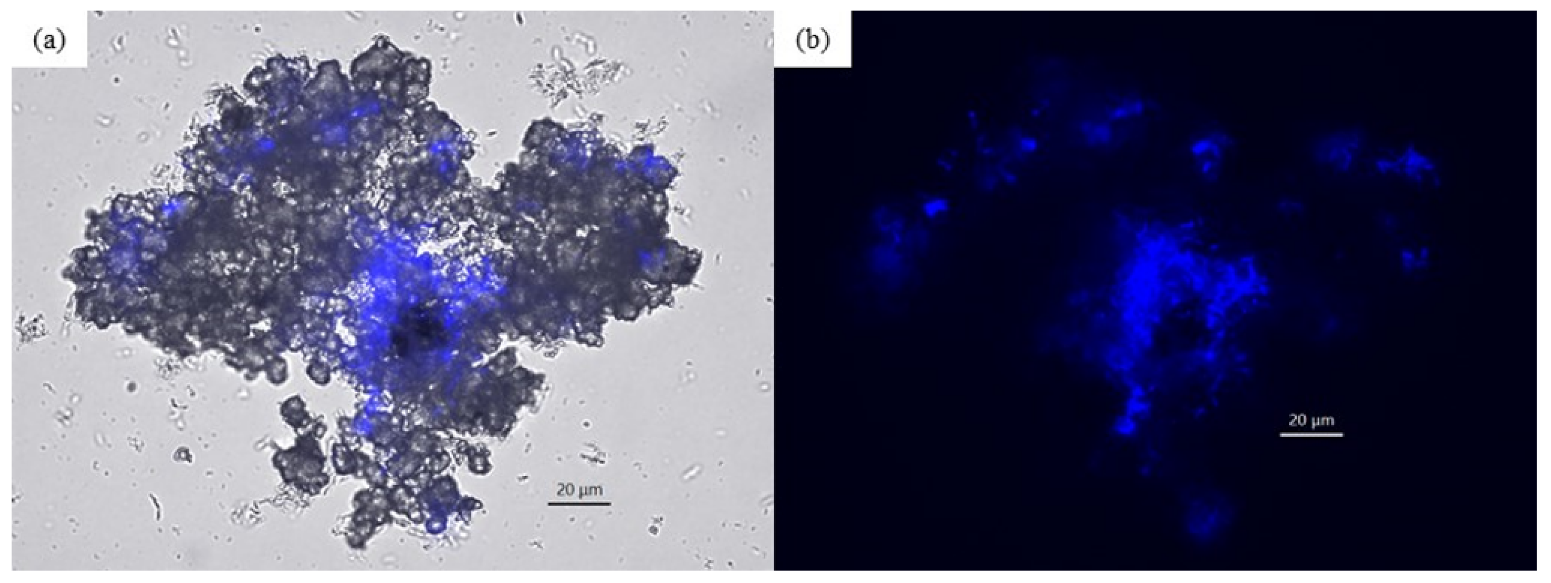Microorganisms 10 00270 g003