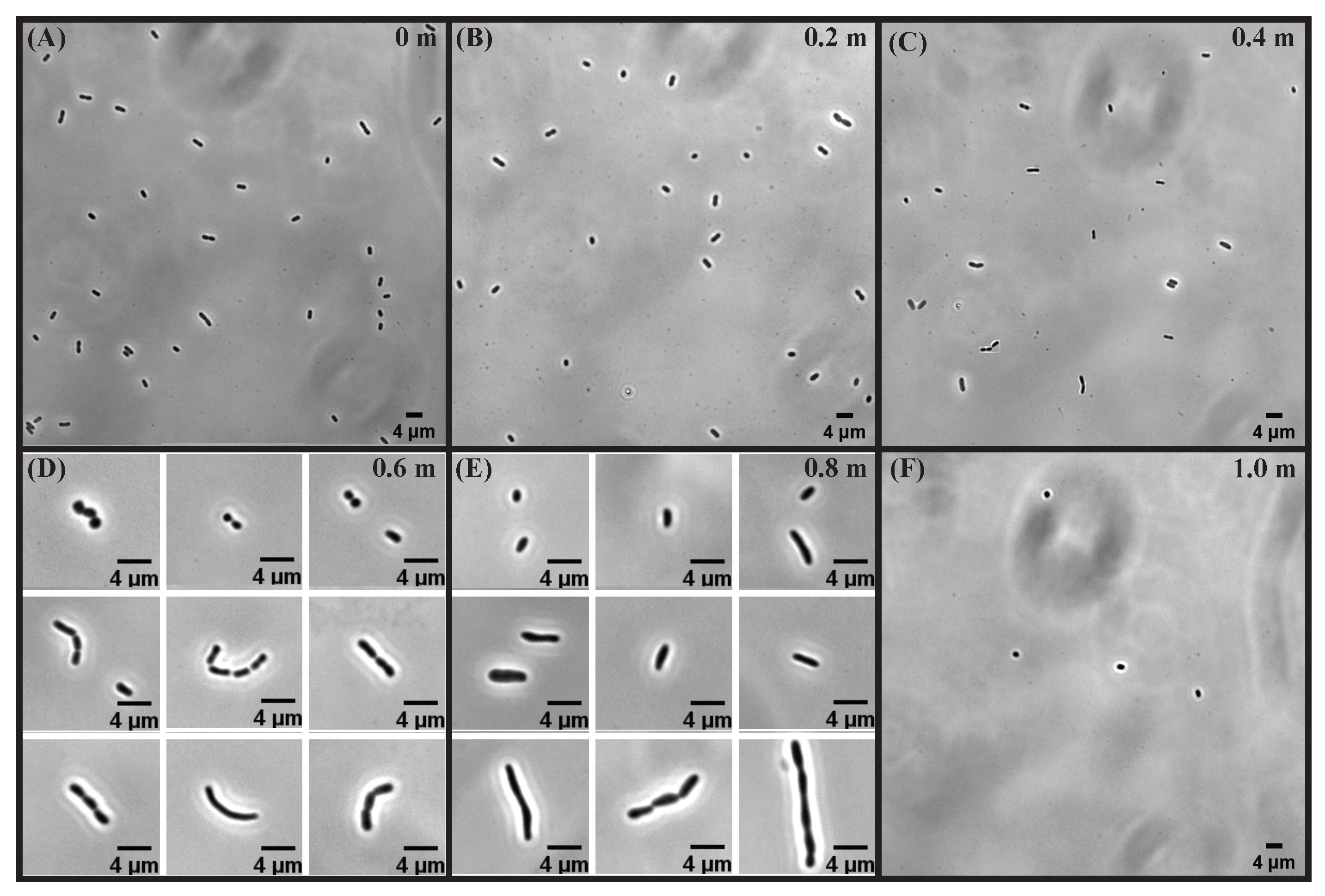 Microorganisms 10 00274 g004