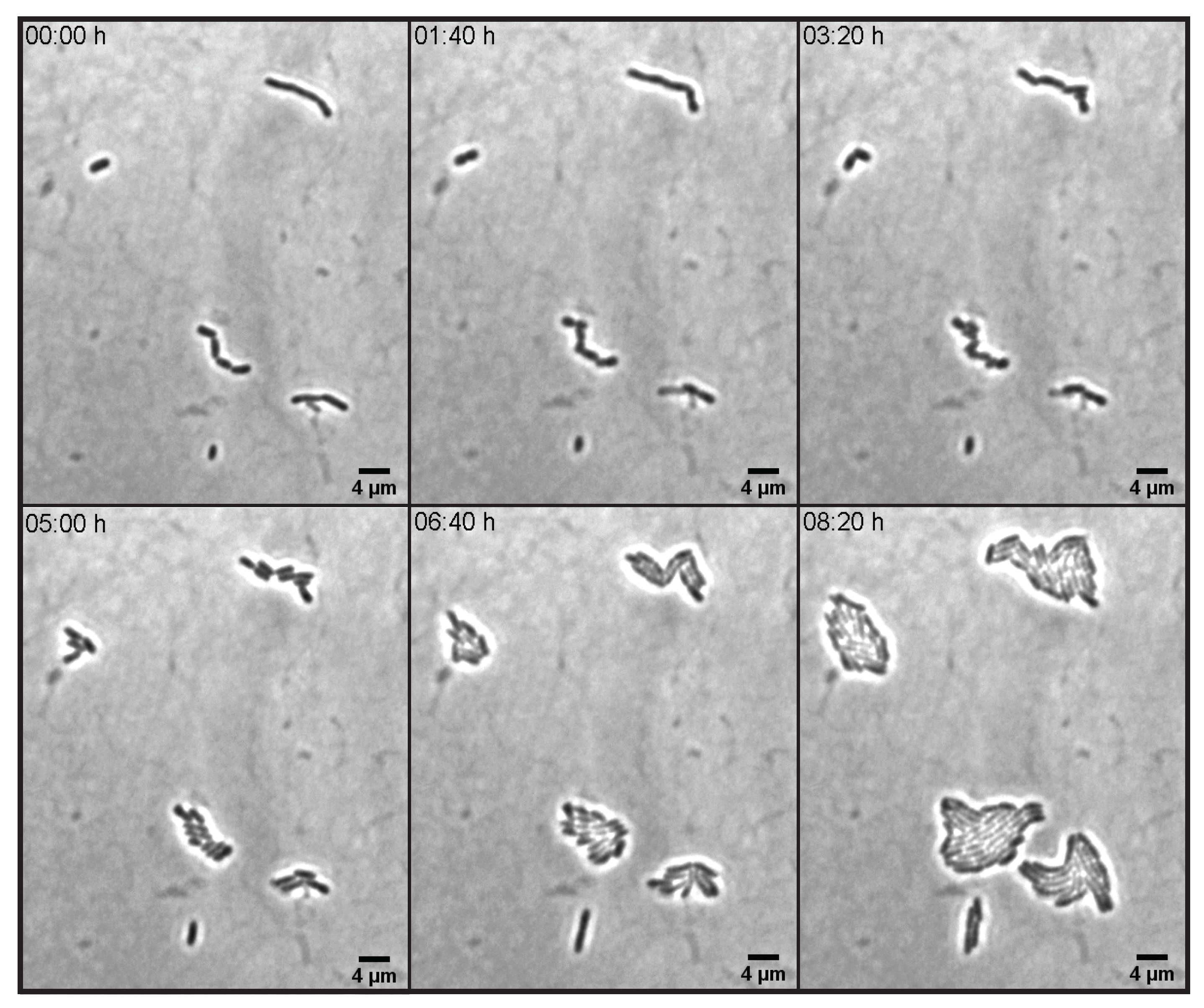 Microorganisms 10 00274 g007