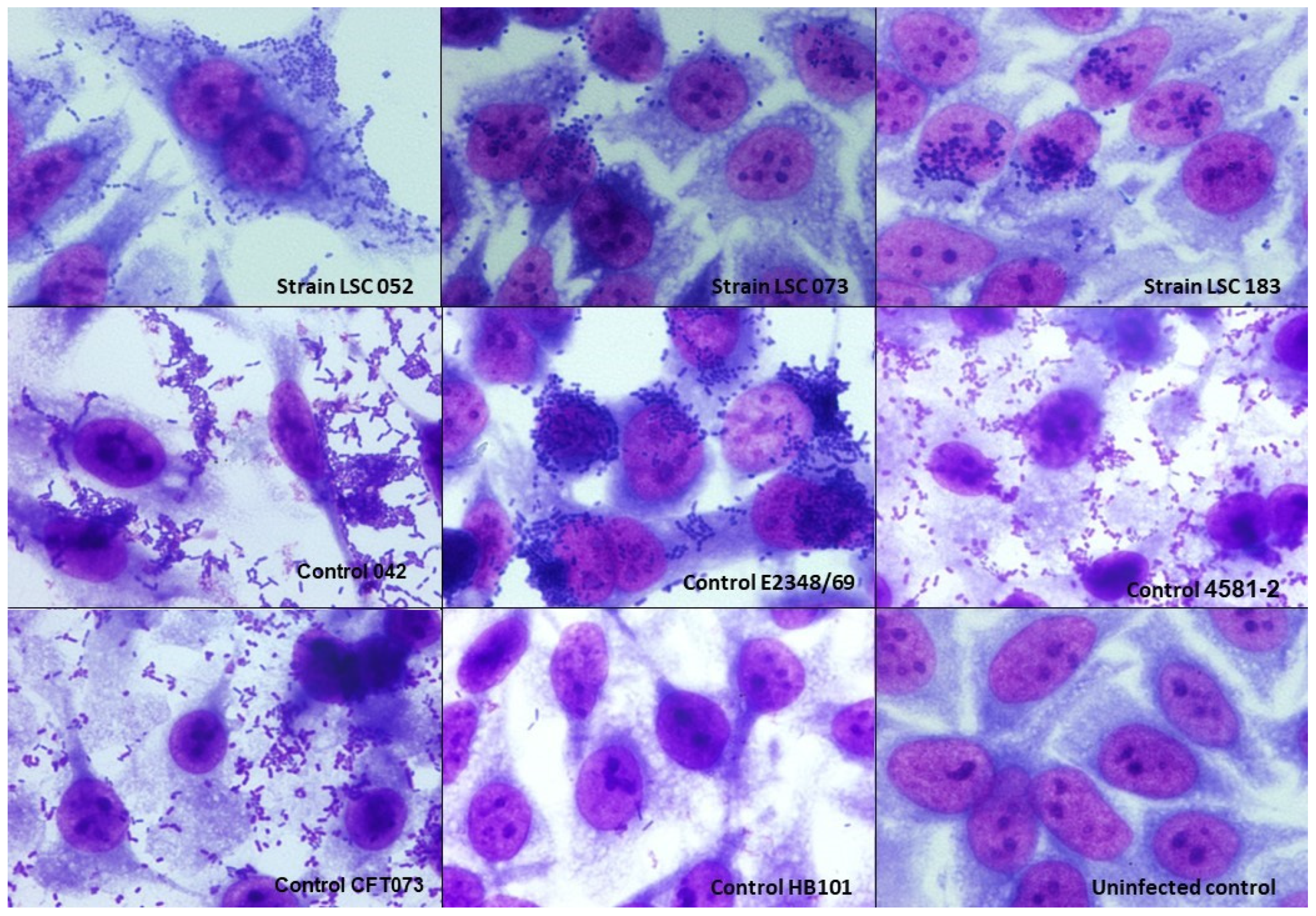 Microorganisms 10 00302 g001