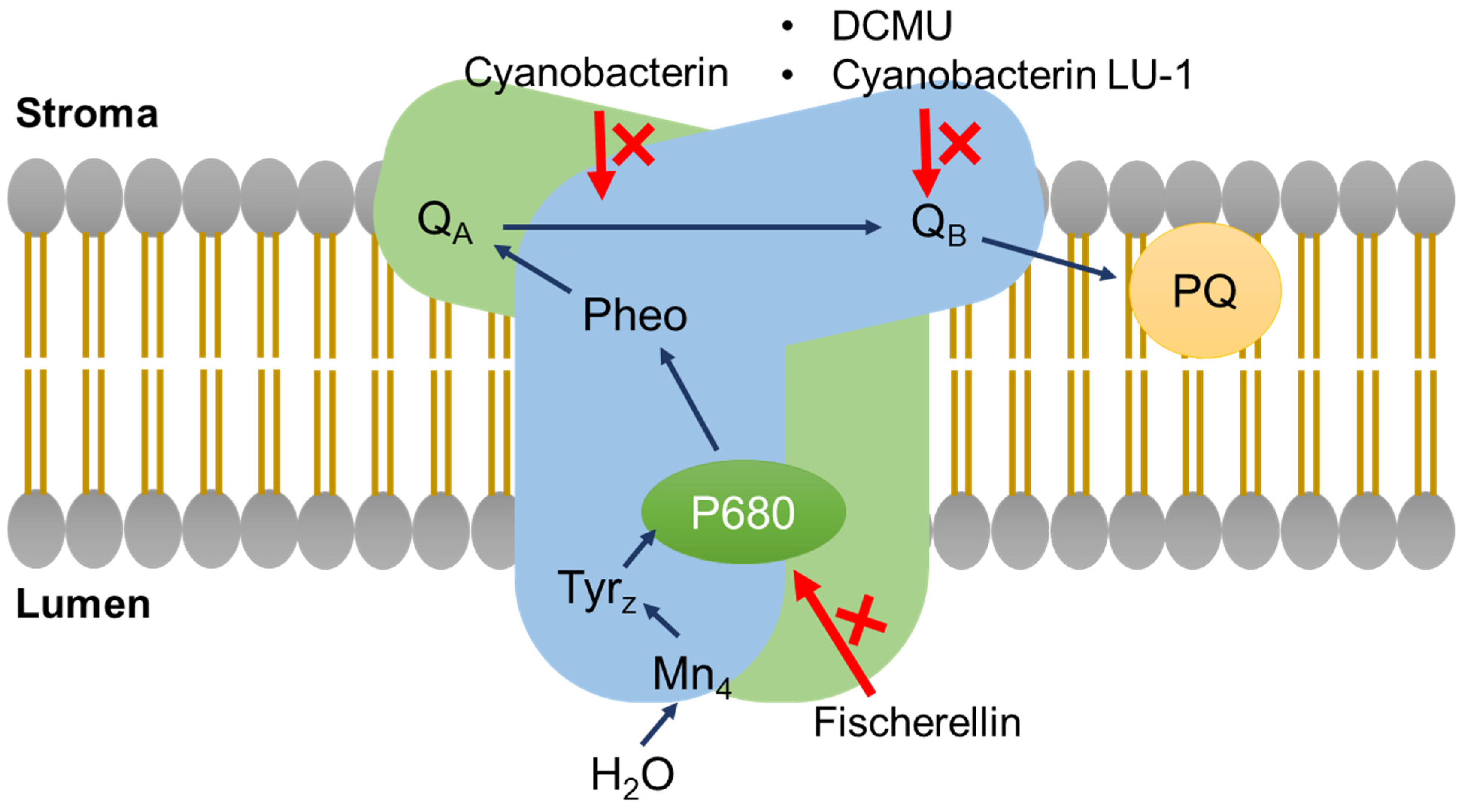 Microorganisms 10 00307 g006