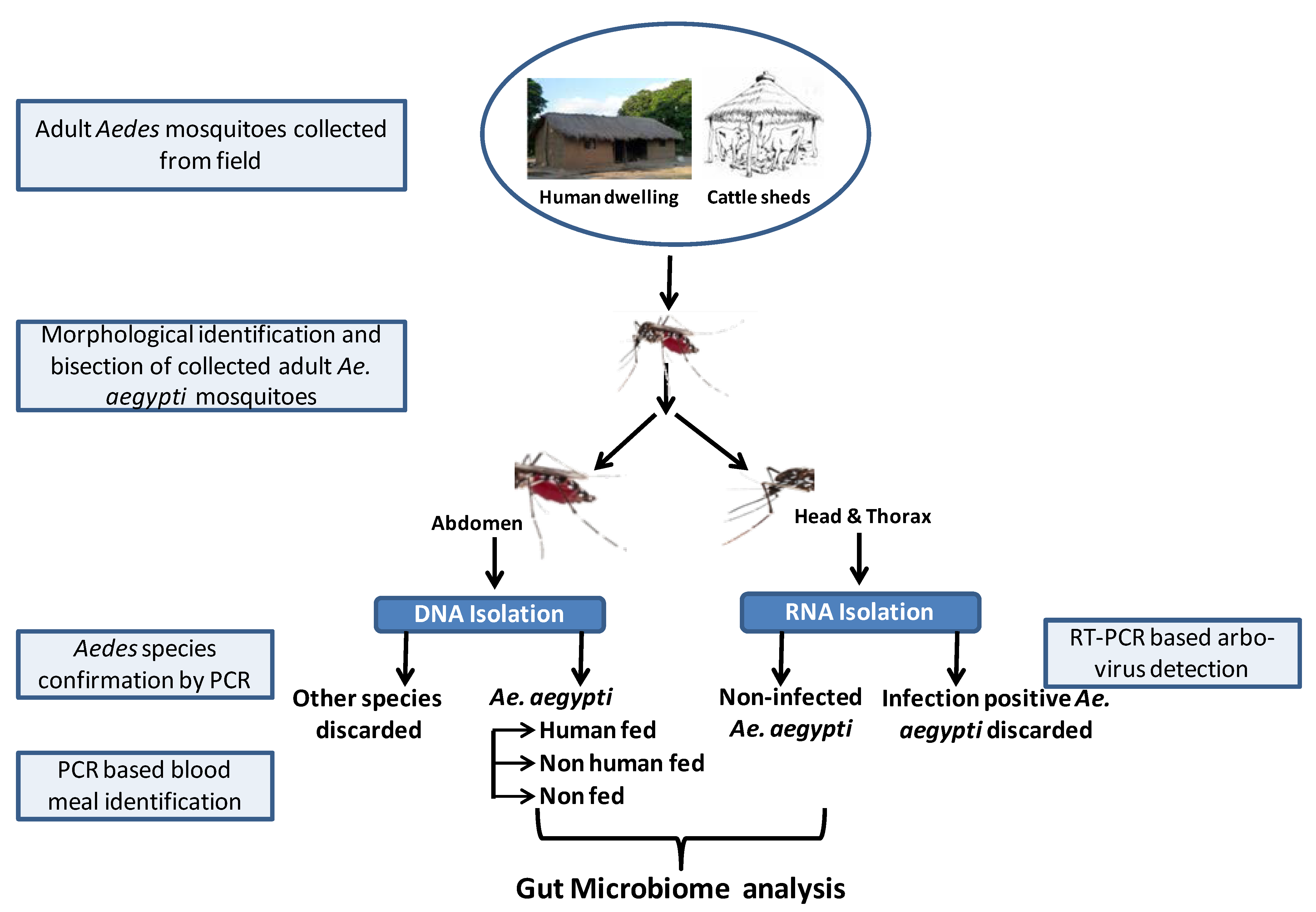Microorganisms 10 00332 g001