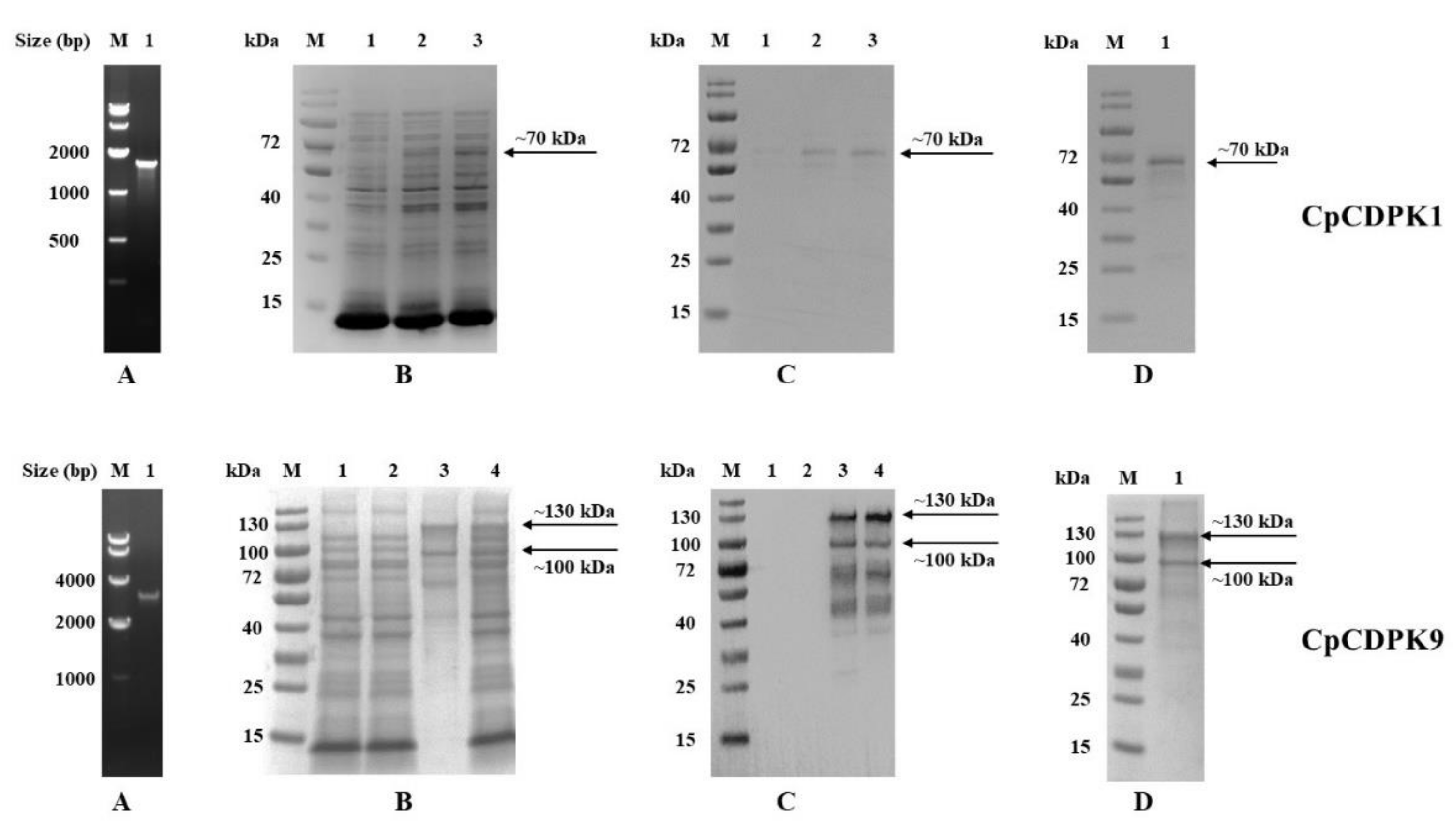 Microorganisms 10 00333 g001