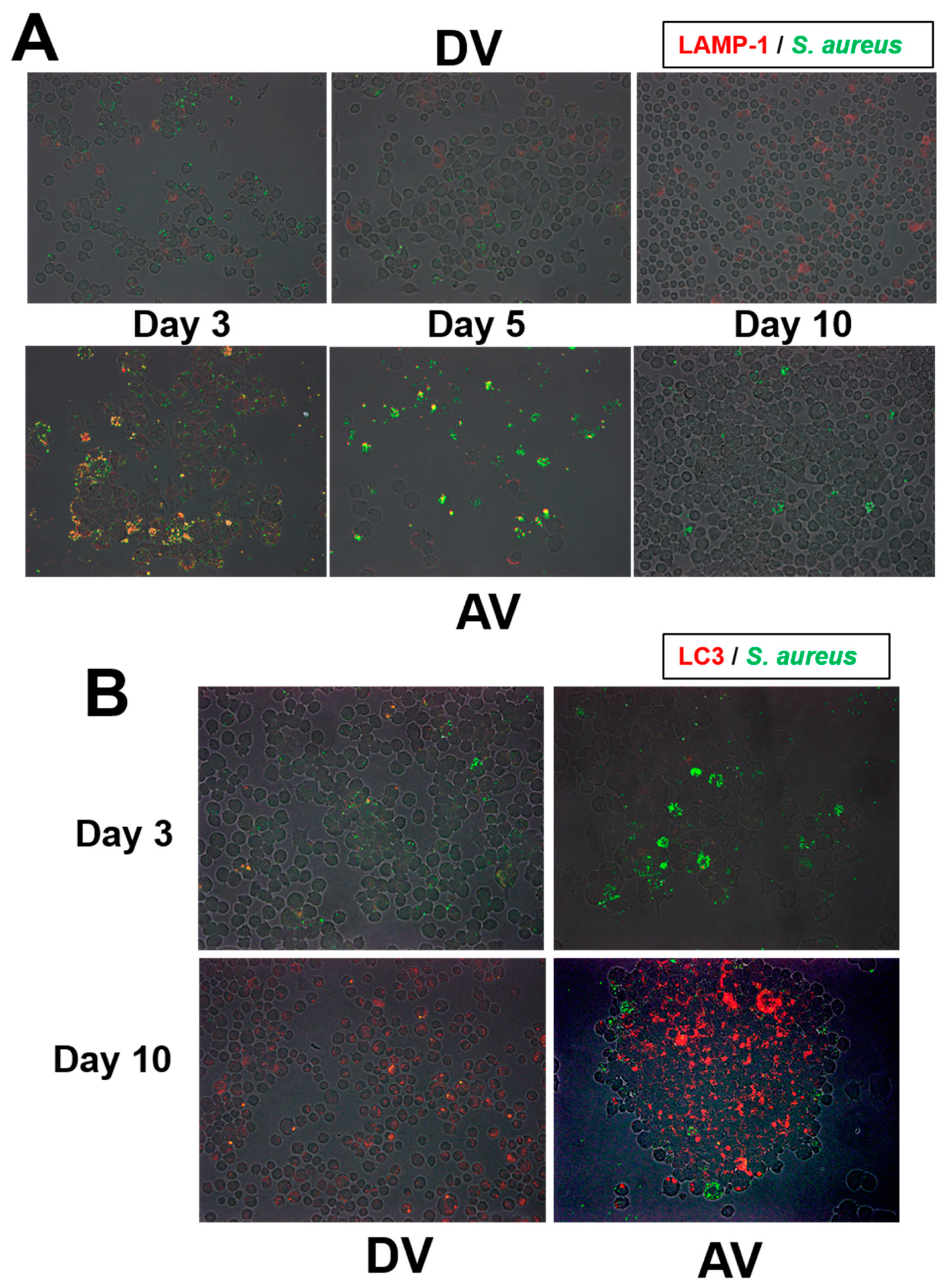 Microorganisms 10 00348 g006