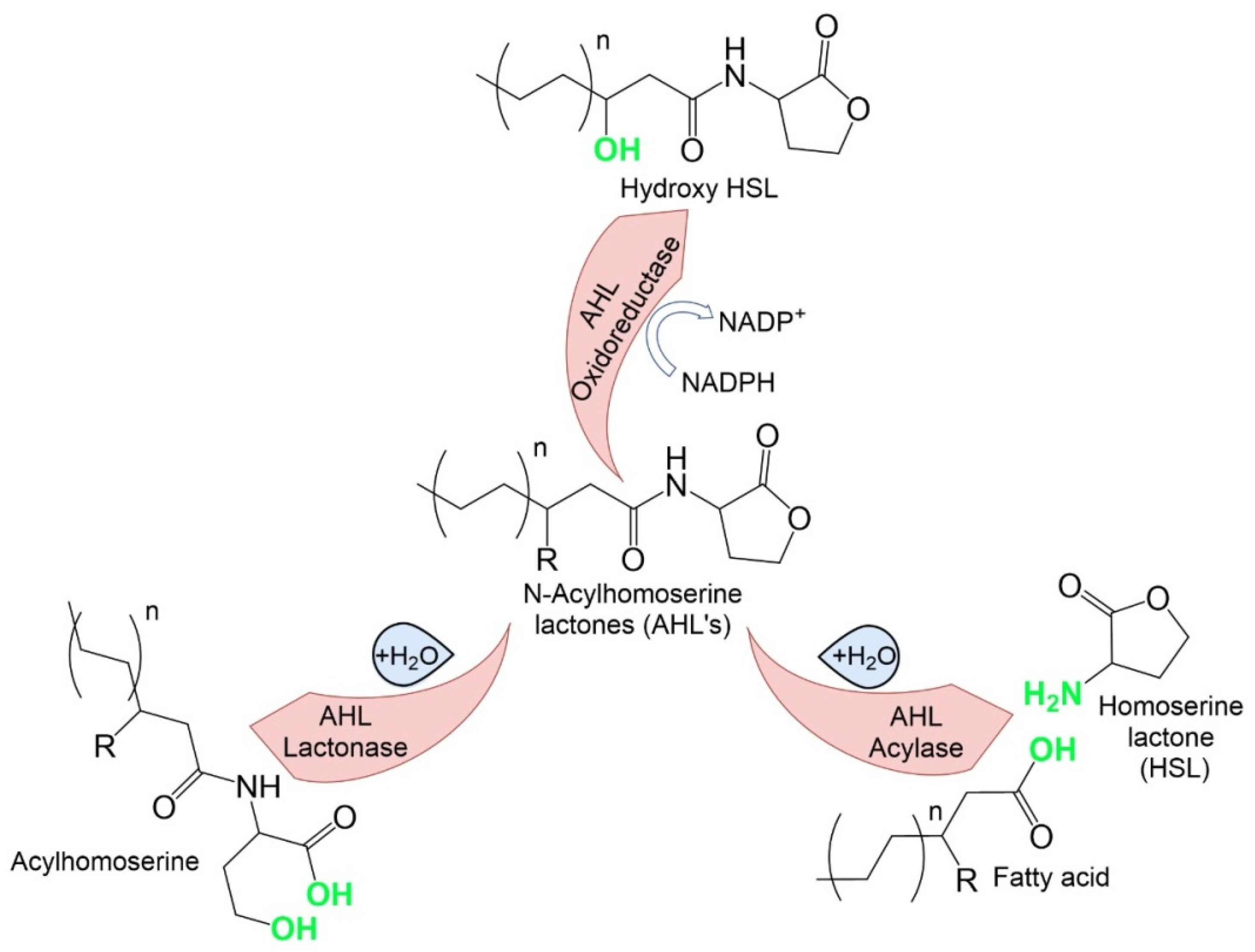 Microorganisms 10 00350 g002