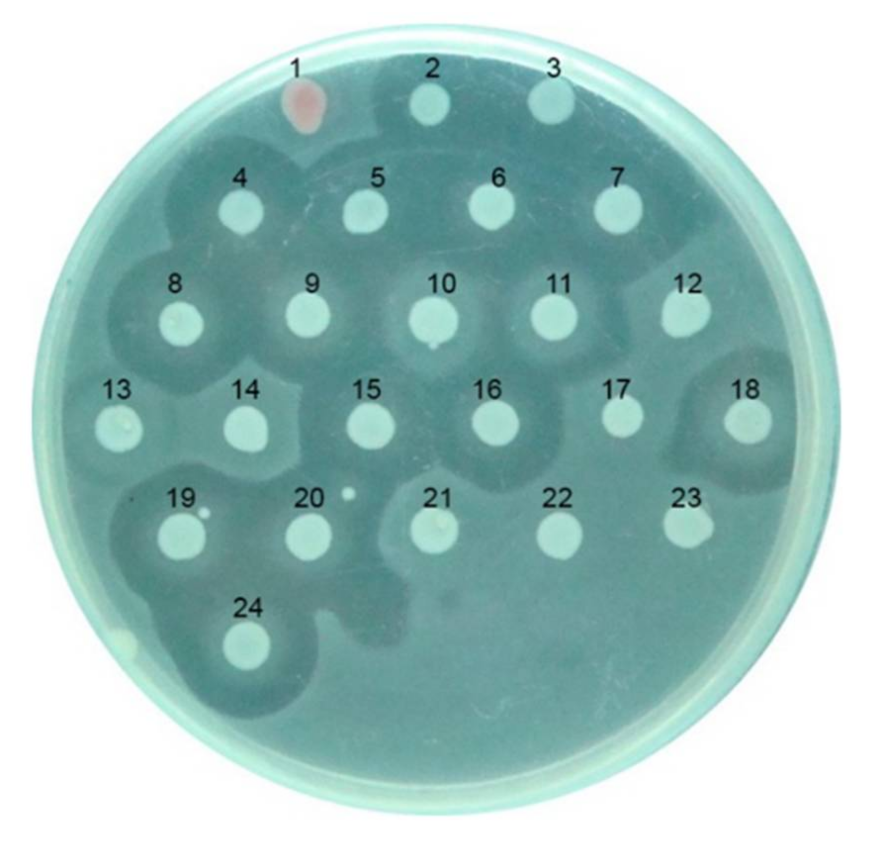 Microorganisms 10 00359 g001