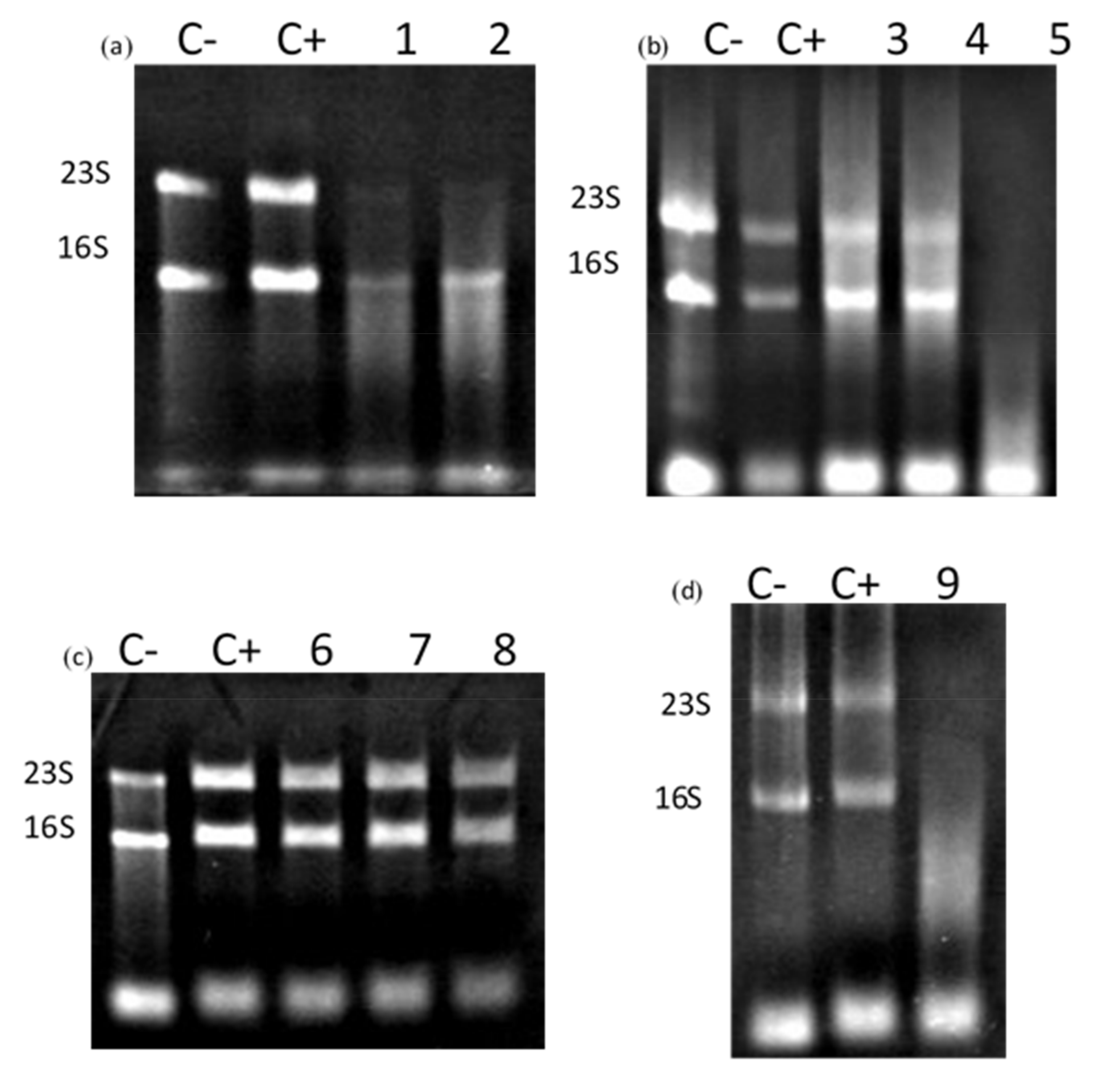 Microorganisms 10 00359 g006