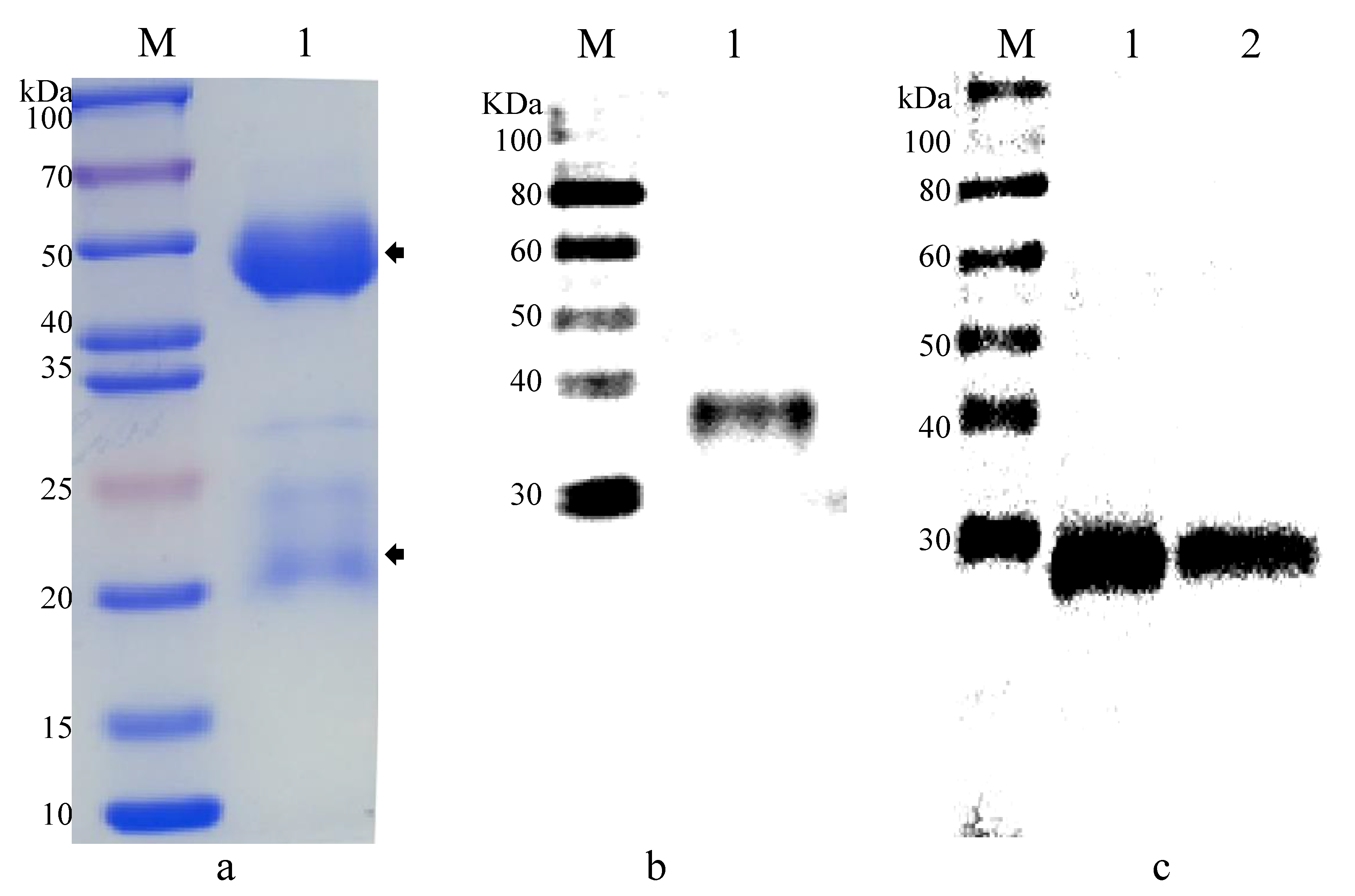 Microorganisms 10 00367 g007