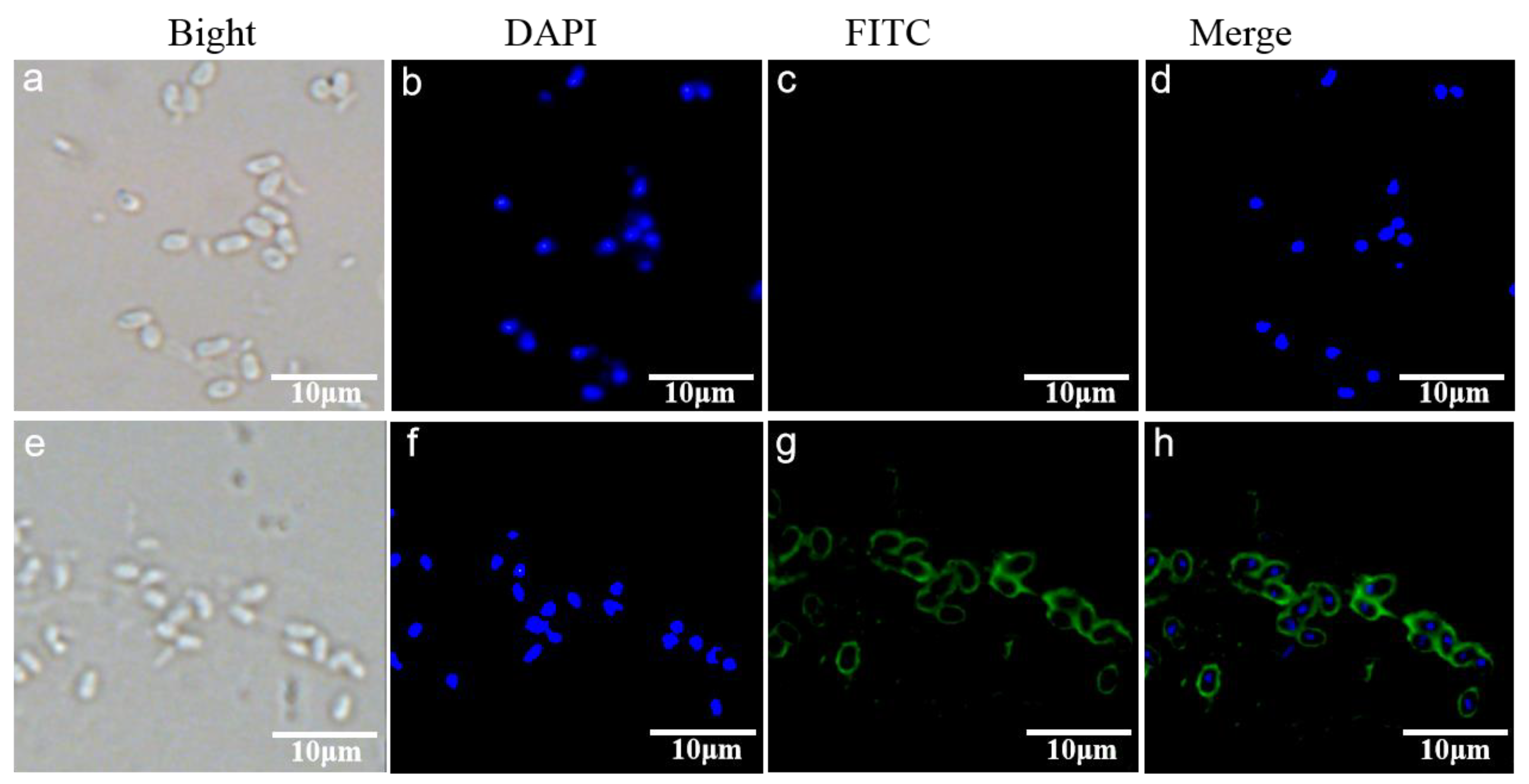 Microorganisms 10 00367 g008