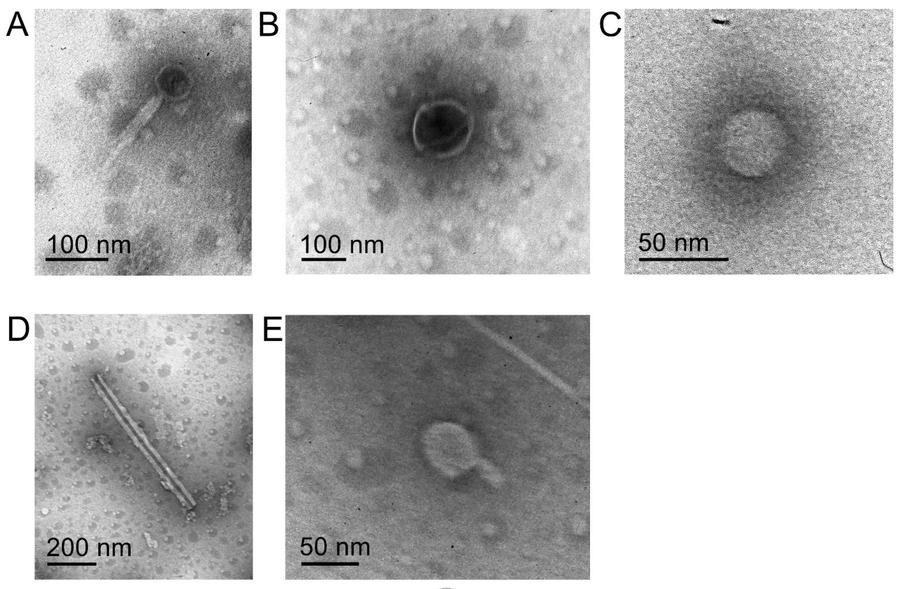 Microorganisms 10 00368 g001