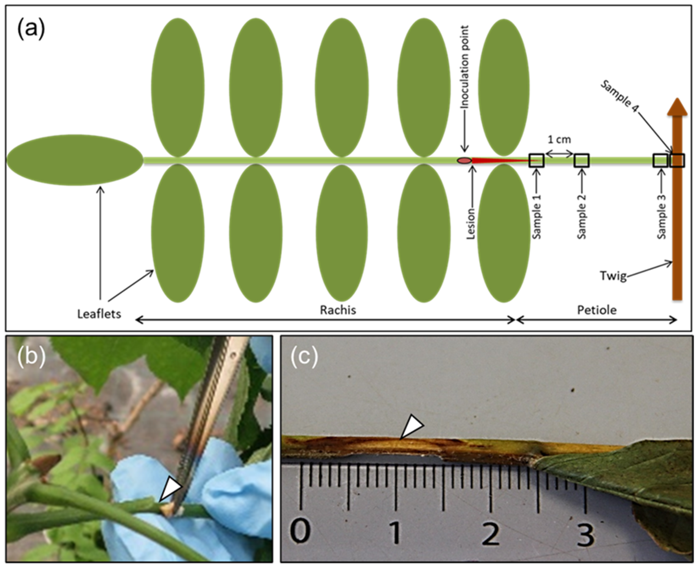 Microorganisms 10 00375 g001