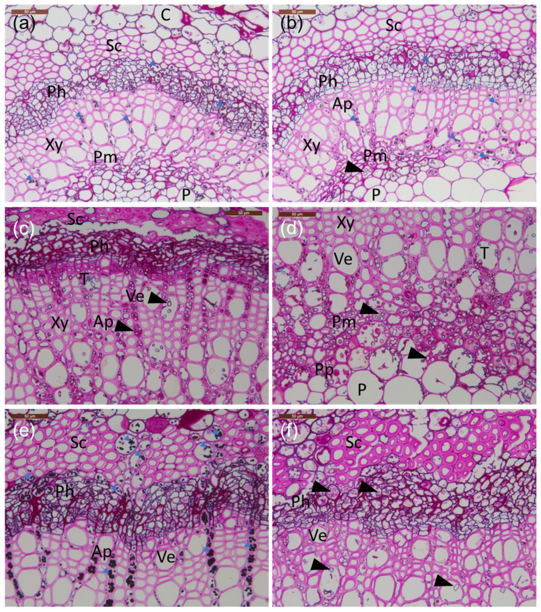 Microorganisms 10 00375 g003