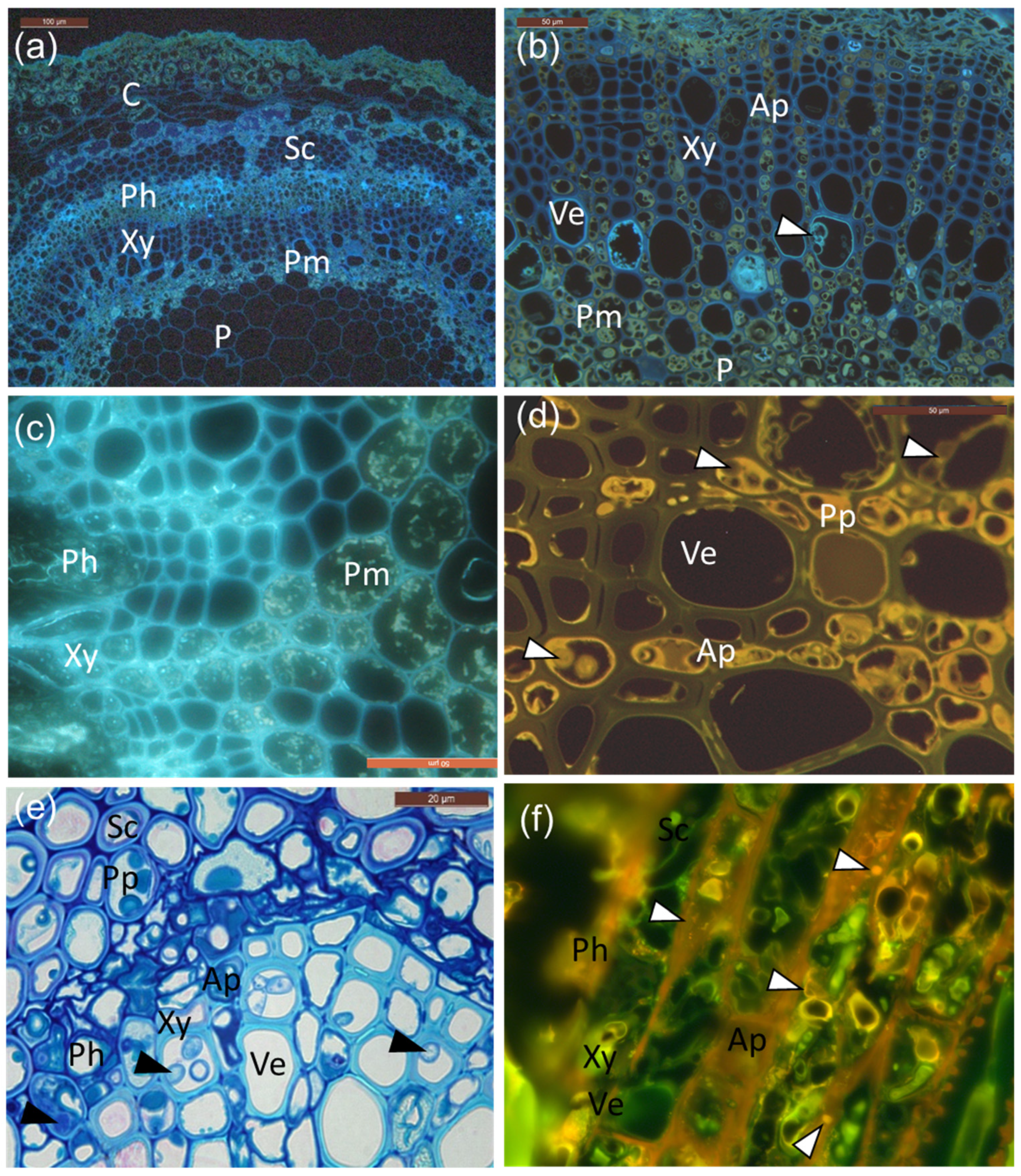 Microorganisms 10 00375 g004