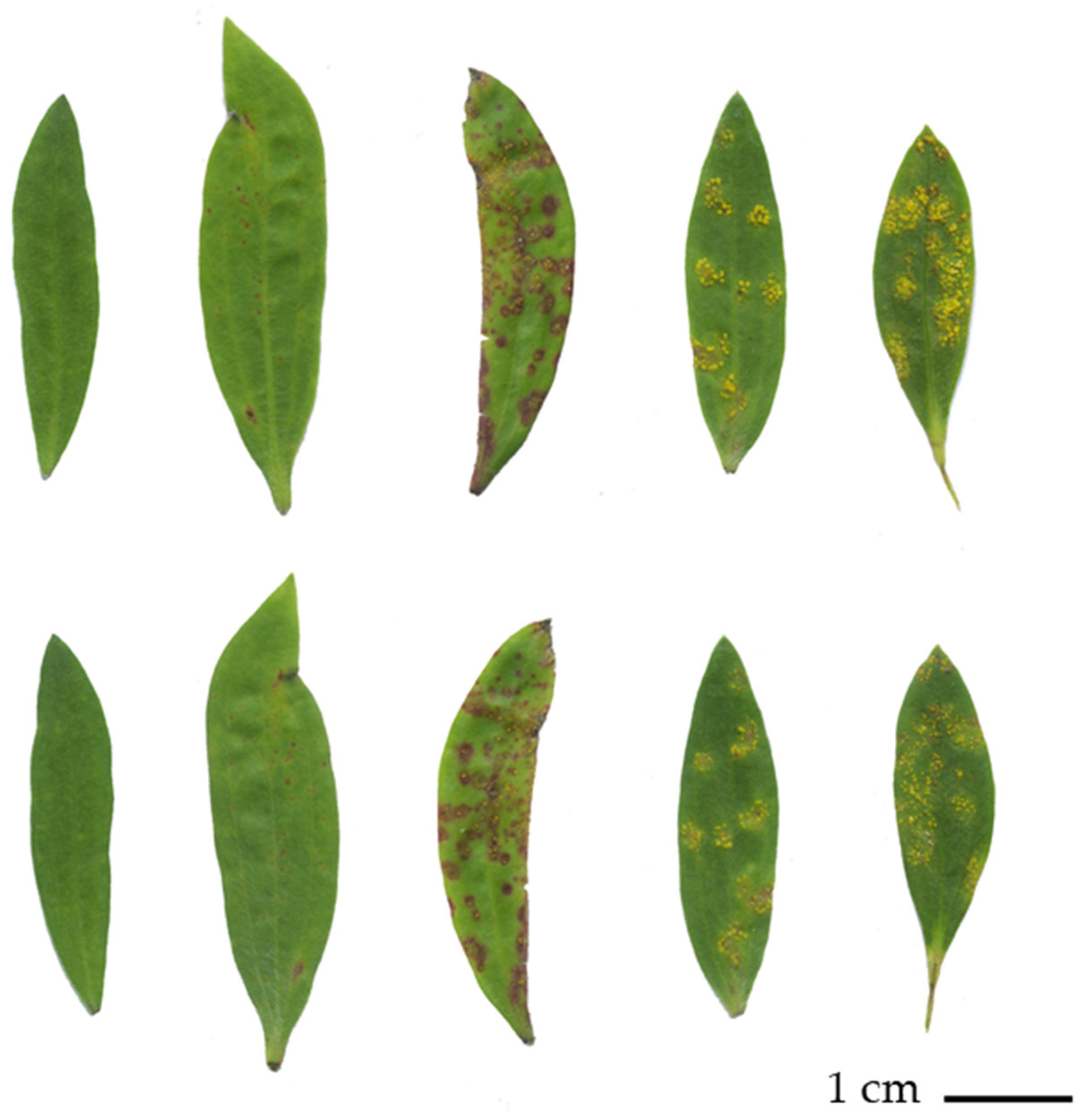 Microorganisms 10 00383 g001