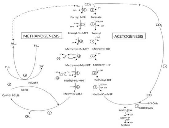Homo-Acetogens: Their Metabolism and Competitive Relationship with ...
