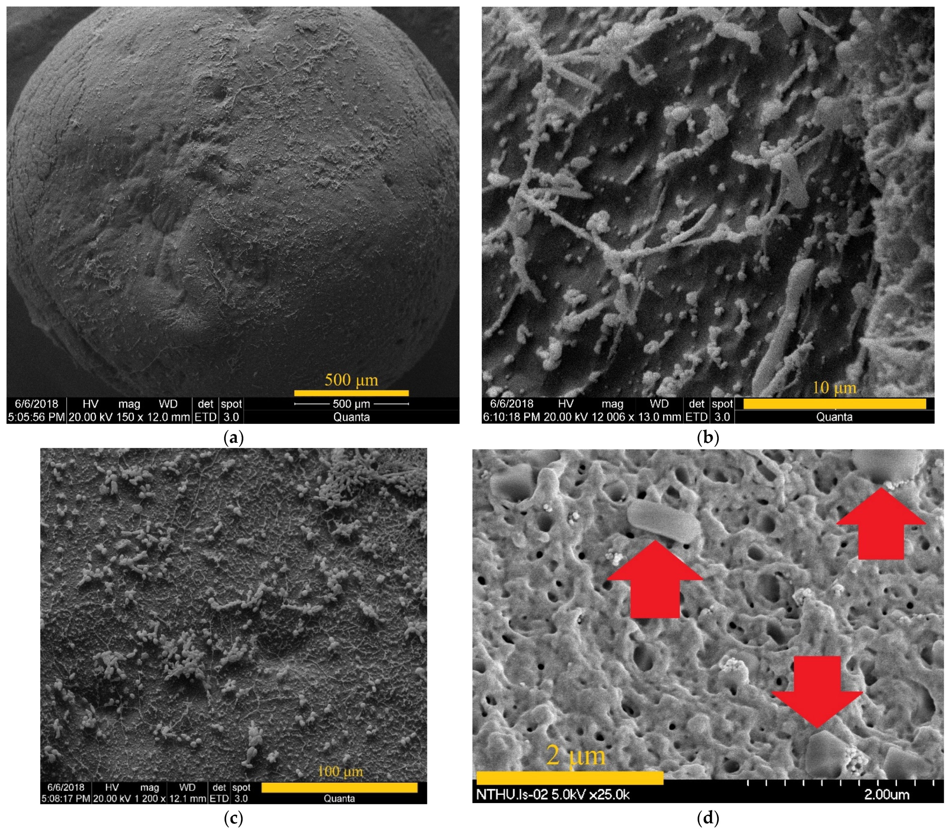 Microorganisms 10 00402 g004