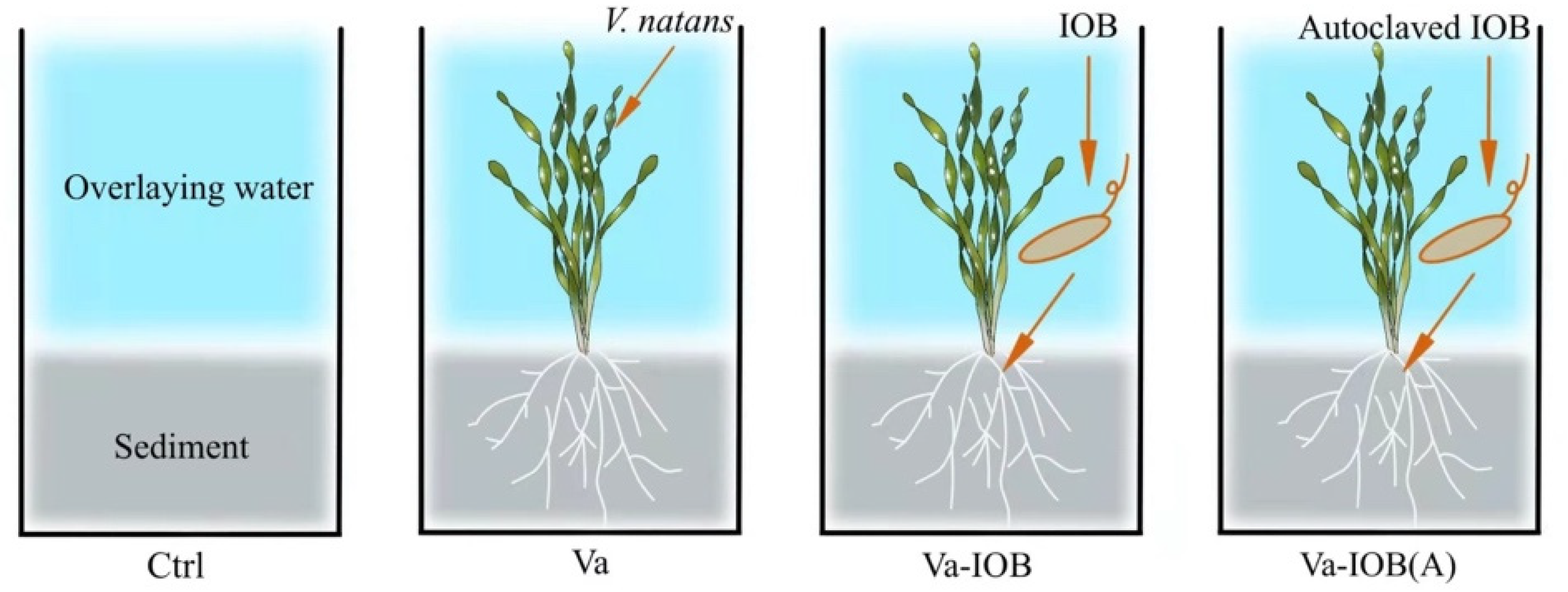 Microorganisms 10 00413 g001