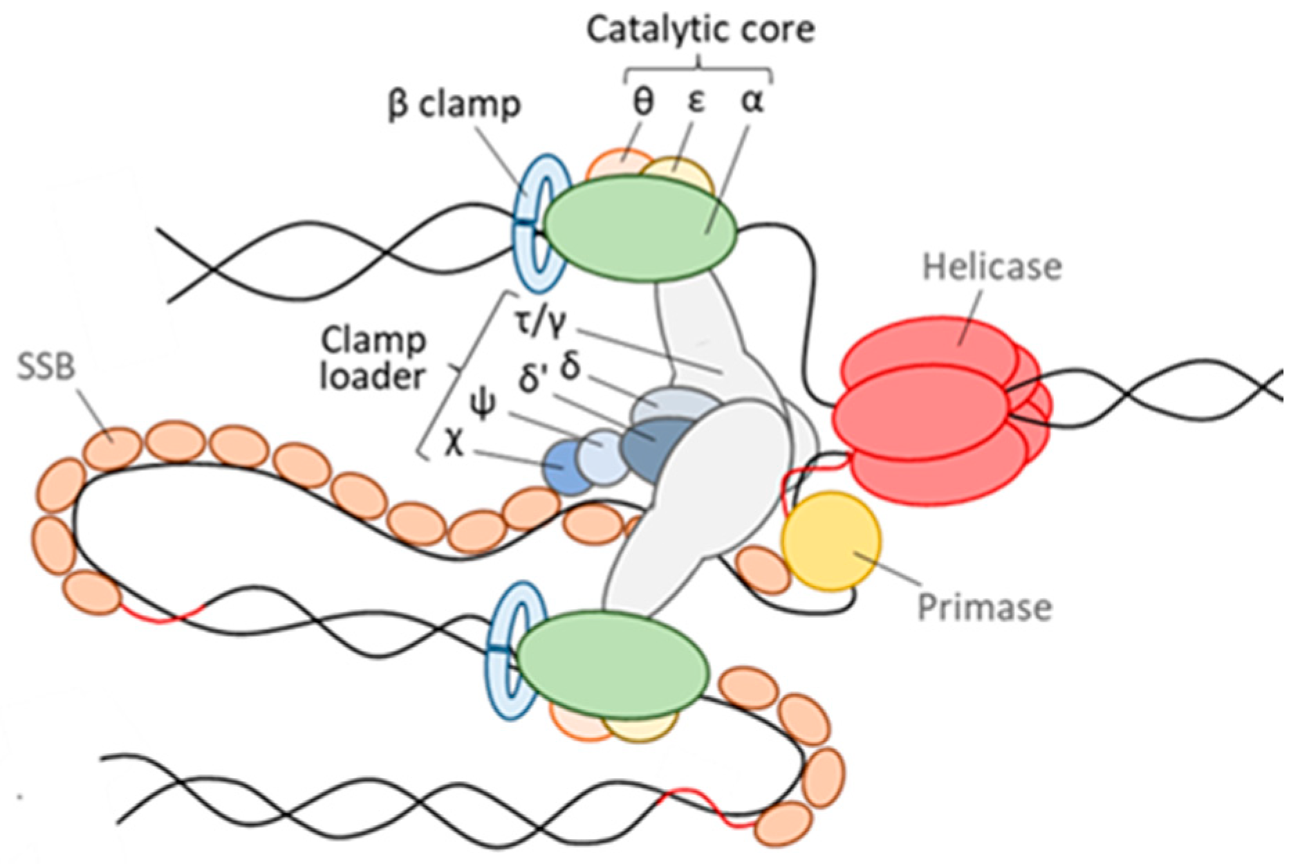 Microorganisms 10 00423 g001