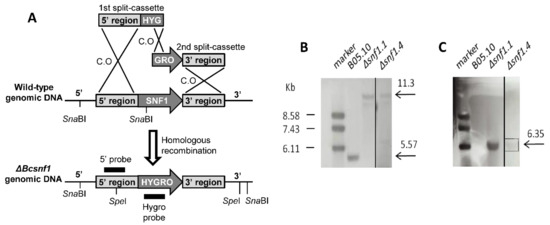 Microorganisms 10 00444 g001 550