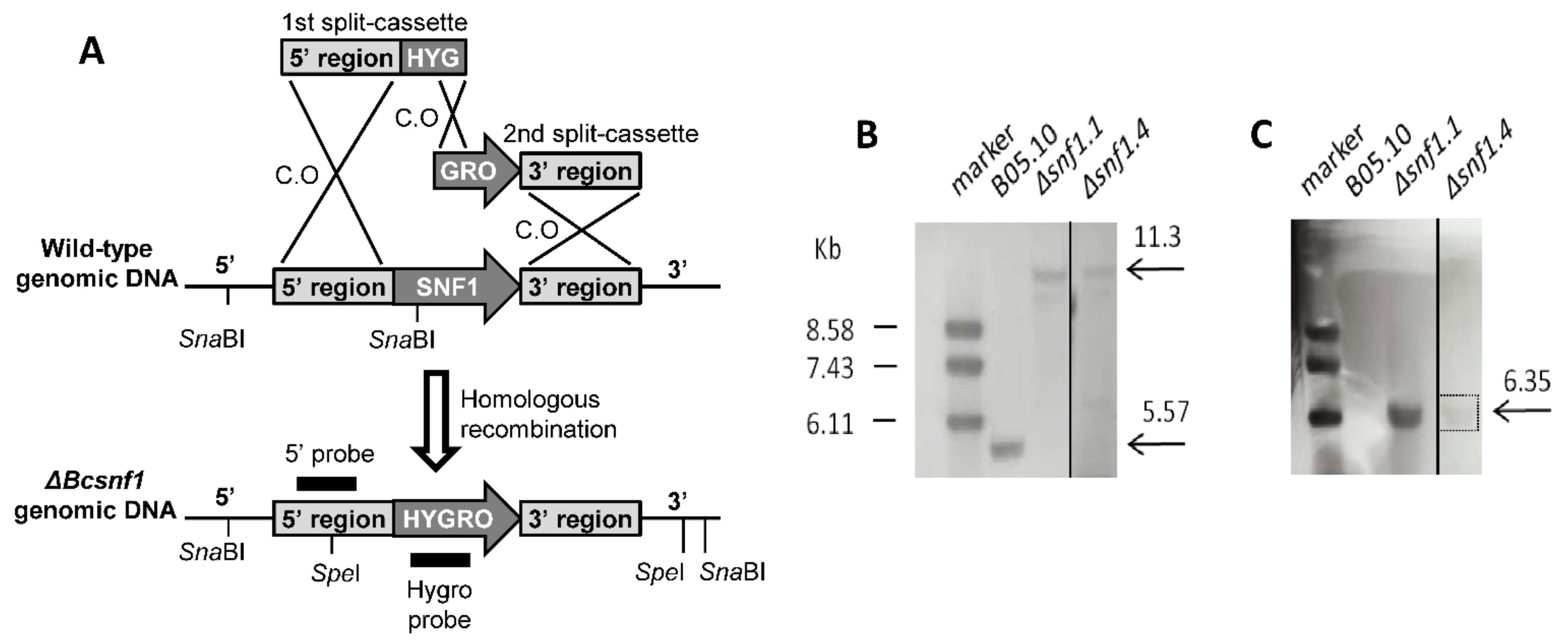 Microorganisms 10 00444 g001