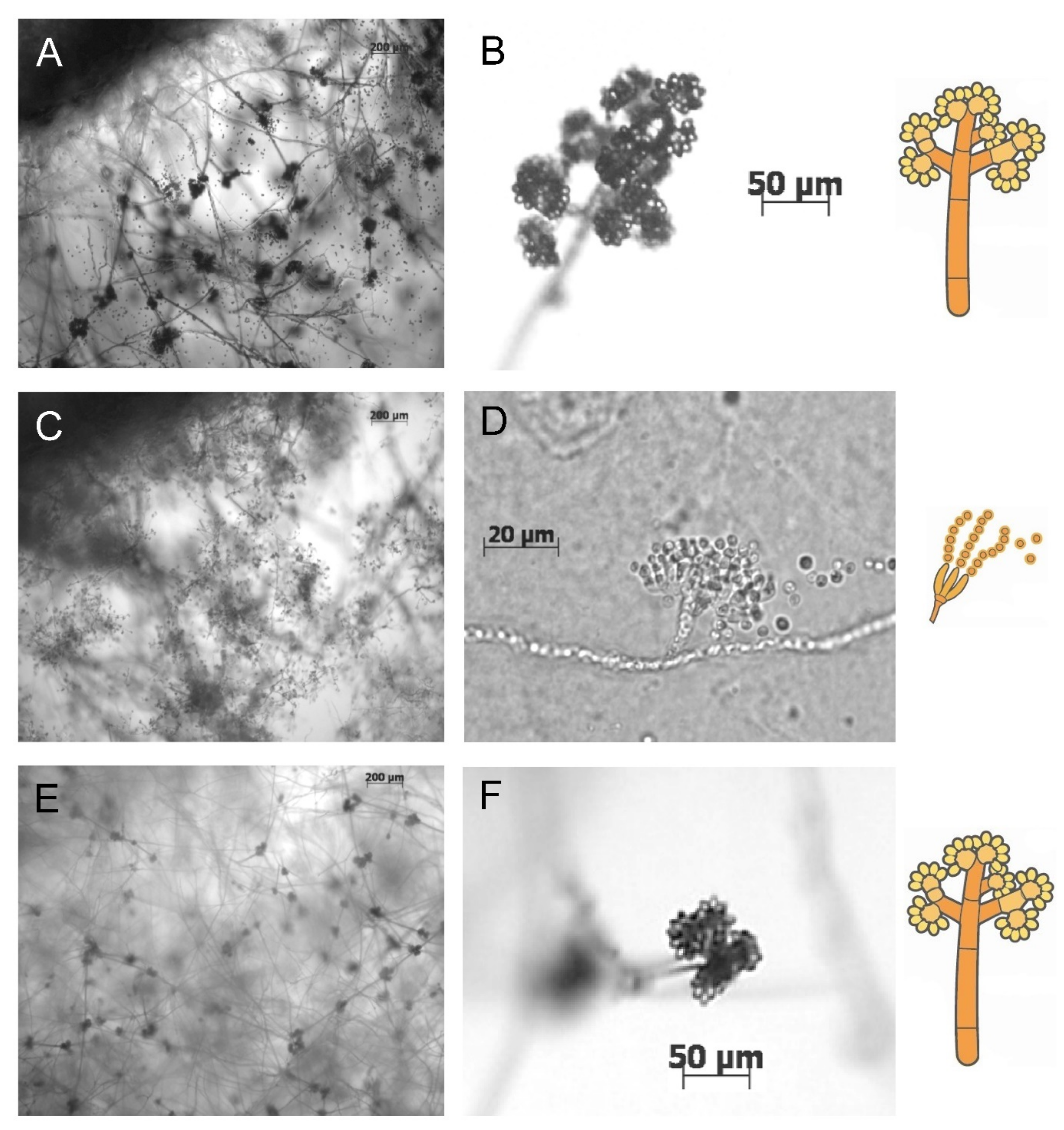 Microorganisms 10 00444 g002