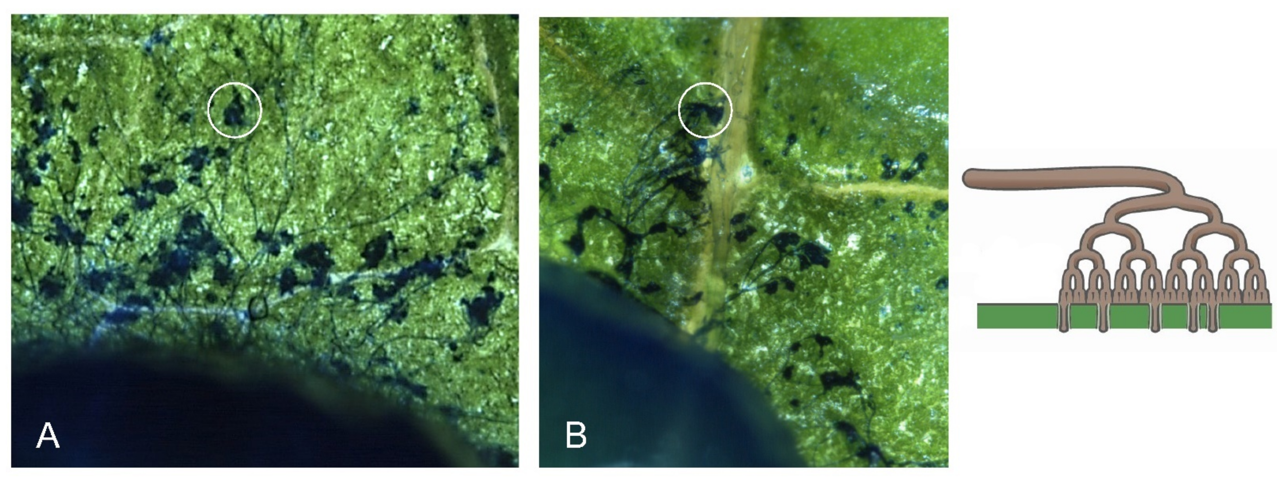 Microorganisms 10 00444 g003